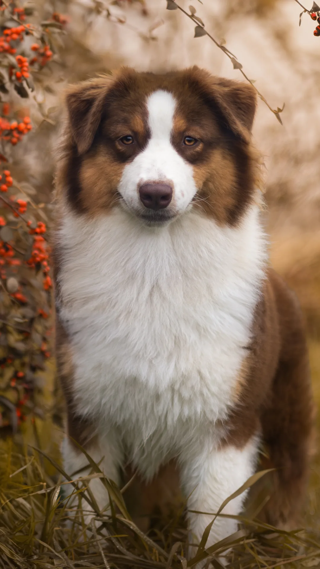 Moon, chienne berger australien rouge tricolore