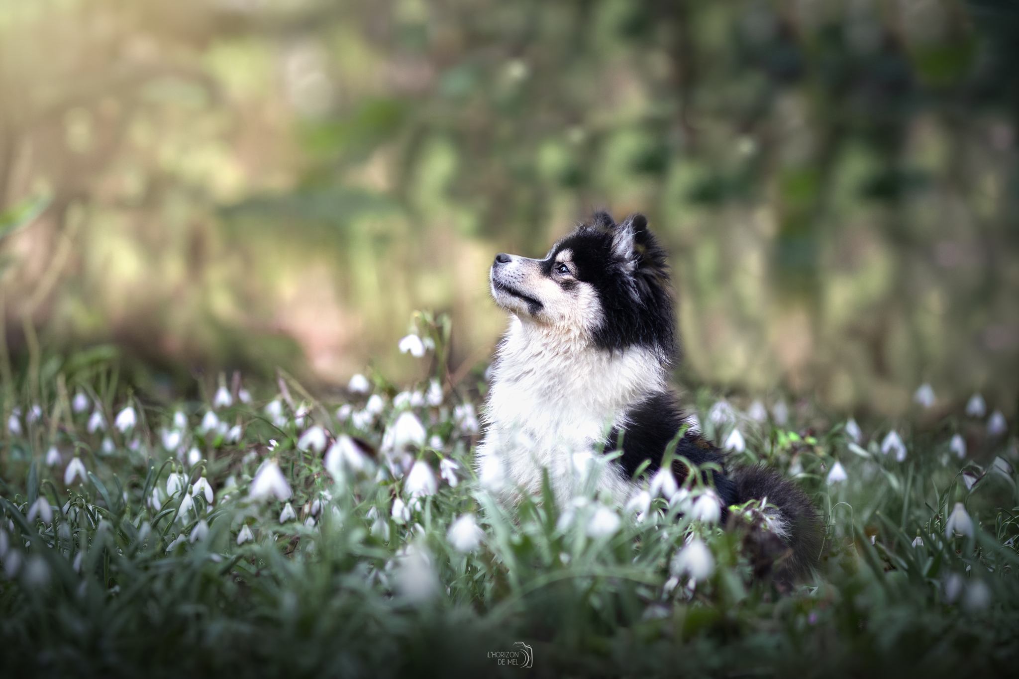 Arrow, pomsky en séance photo dans les fleurs — photographe canine Moselle