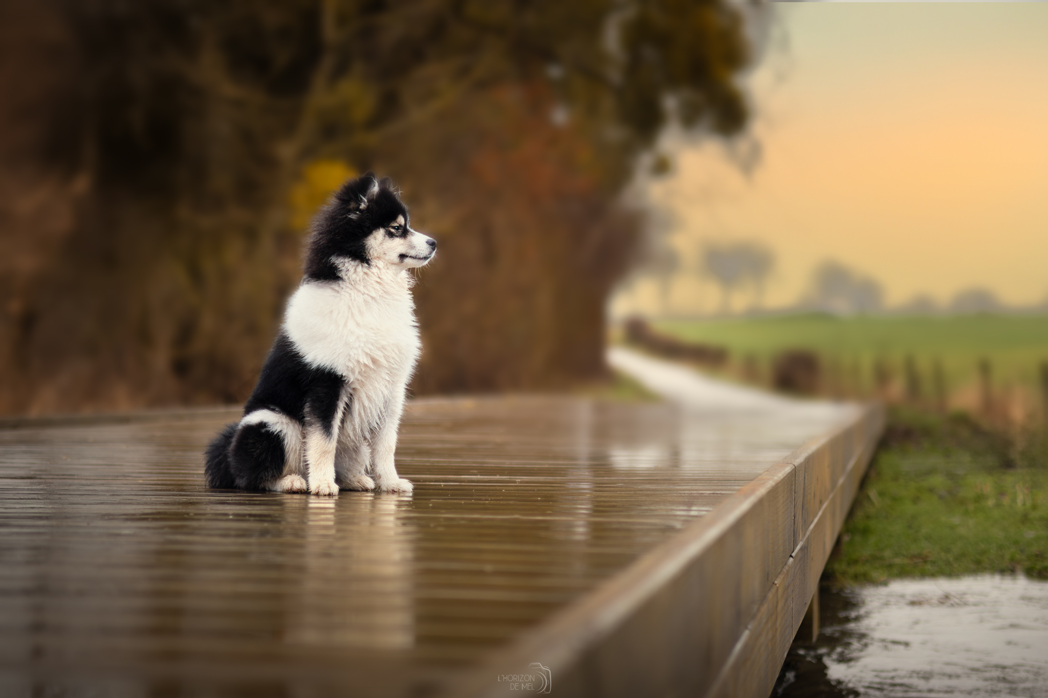 Arrow, petit pomsky dans la forêt sous les couleurs chaudes