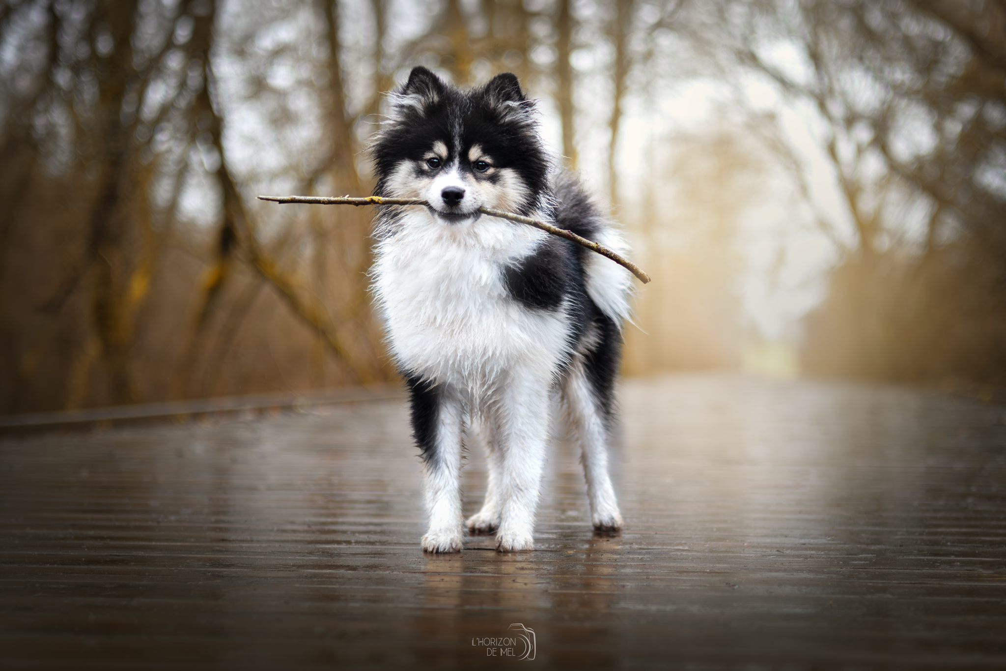 Chiot avec son bâton