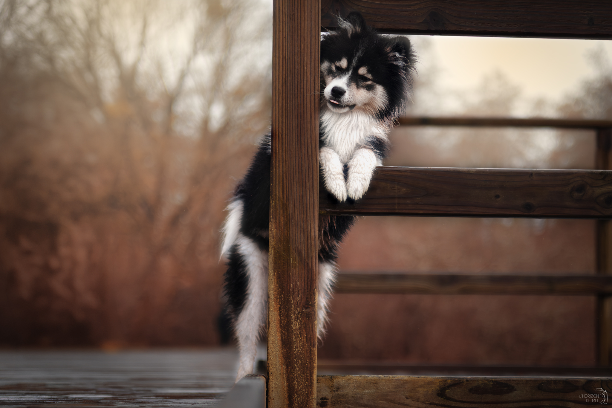 Pomsky qui tire la langue