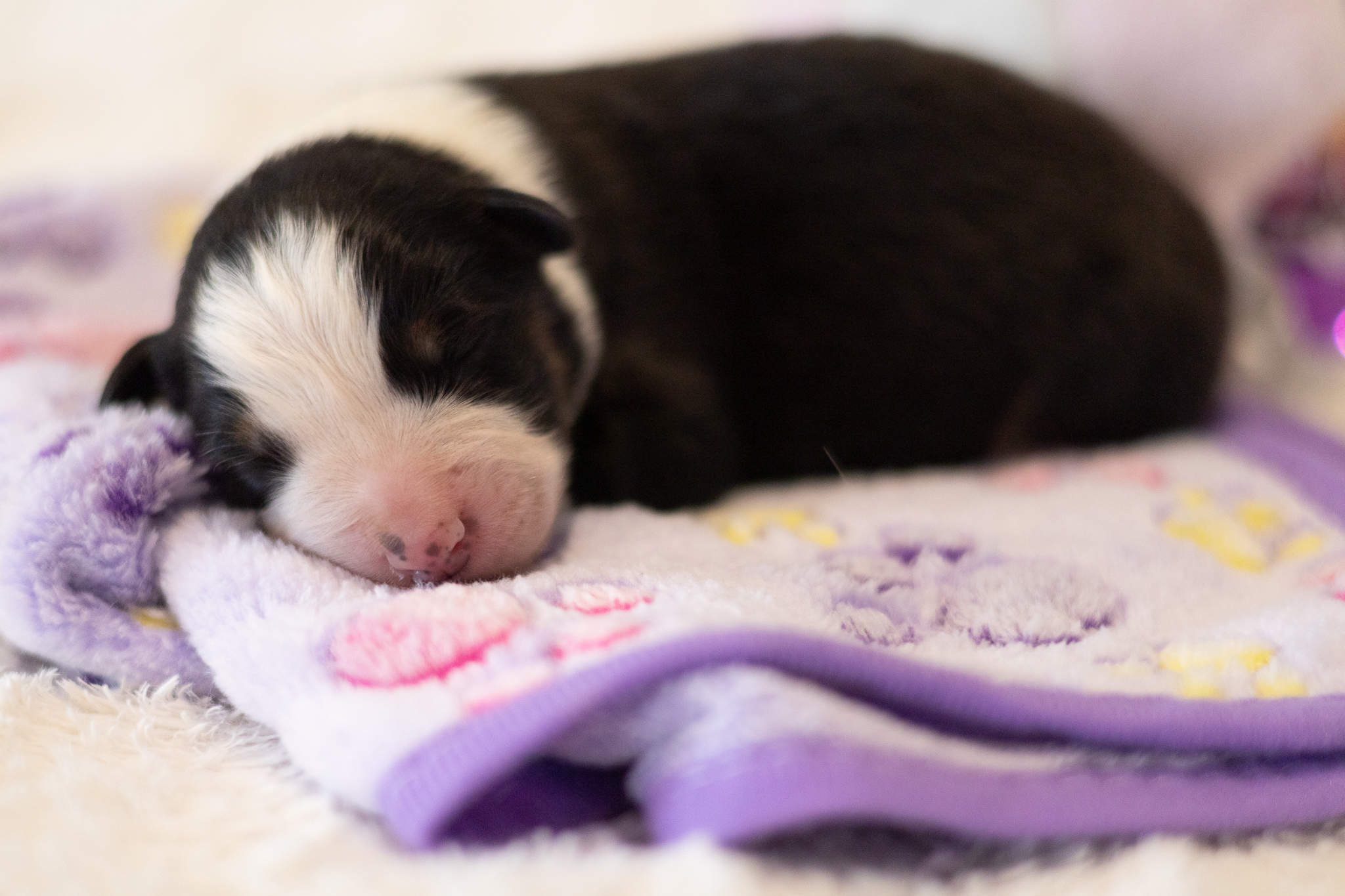 Chiot mâle noir tricolore de quelques jours après la naissance