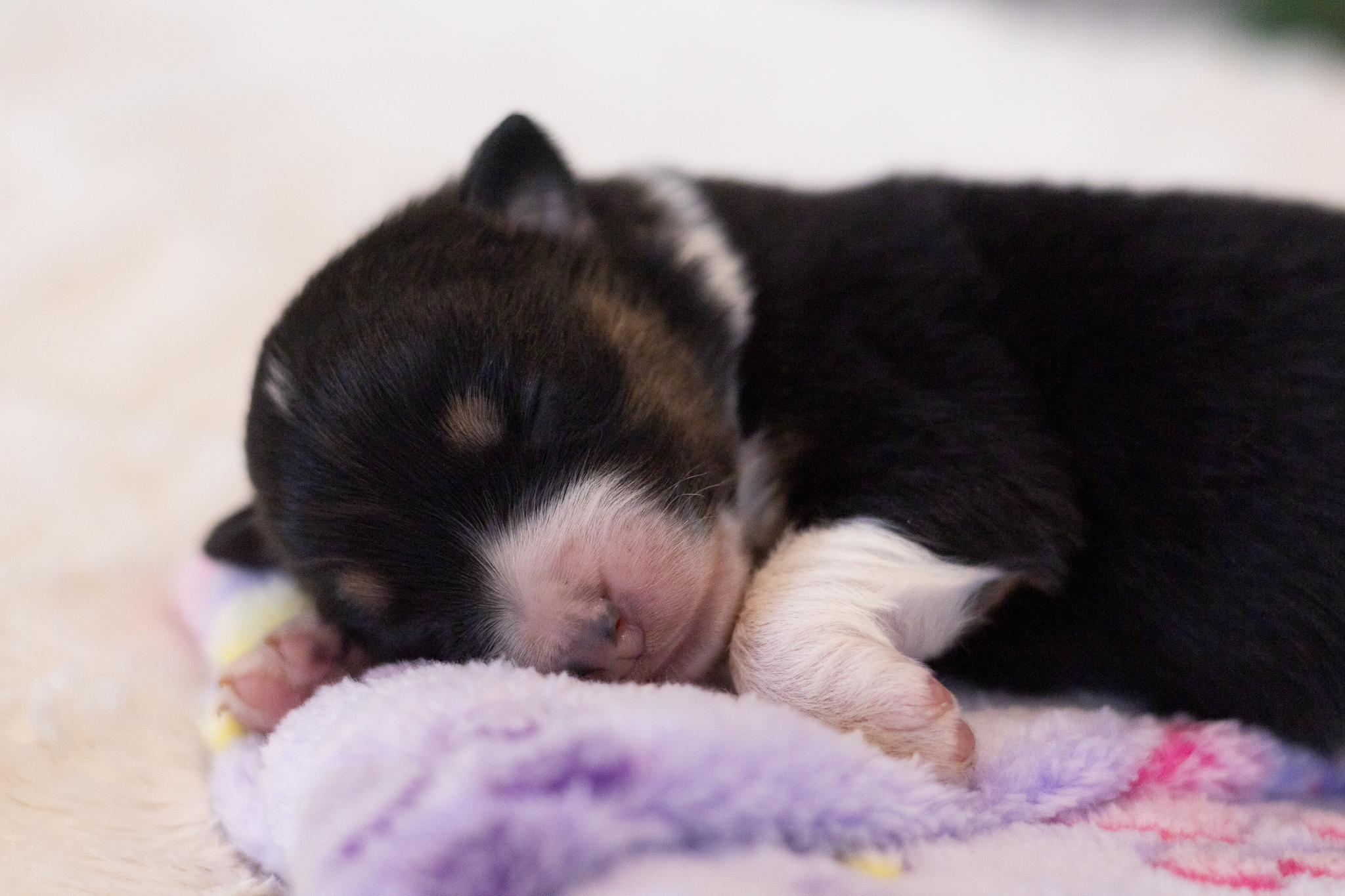 Chiot femelle noire tricolore avec une tête foncée de quelques jours de vie