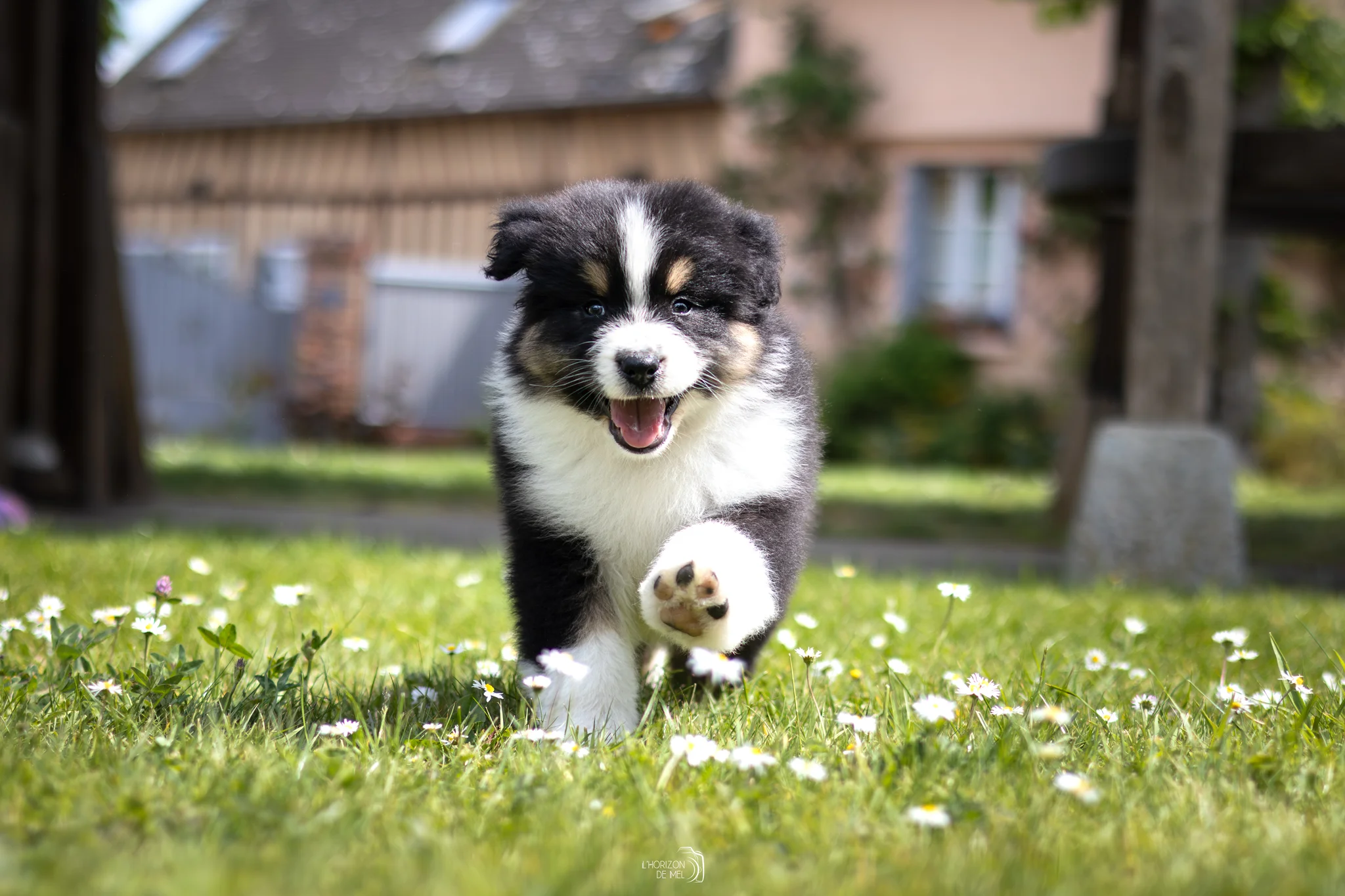 Cadeau photo de chiot avant son départ dans sa famille
