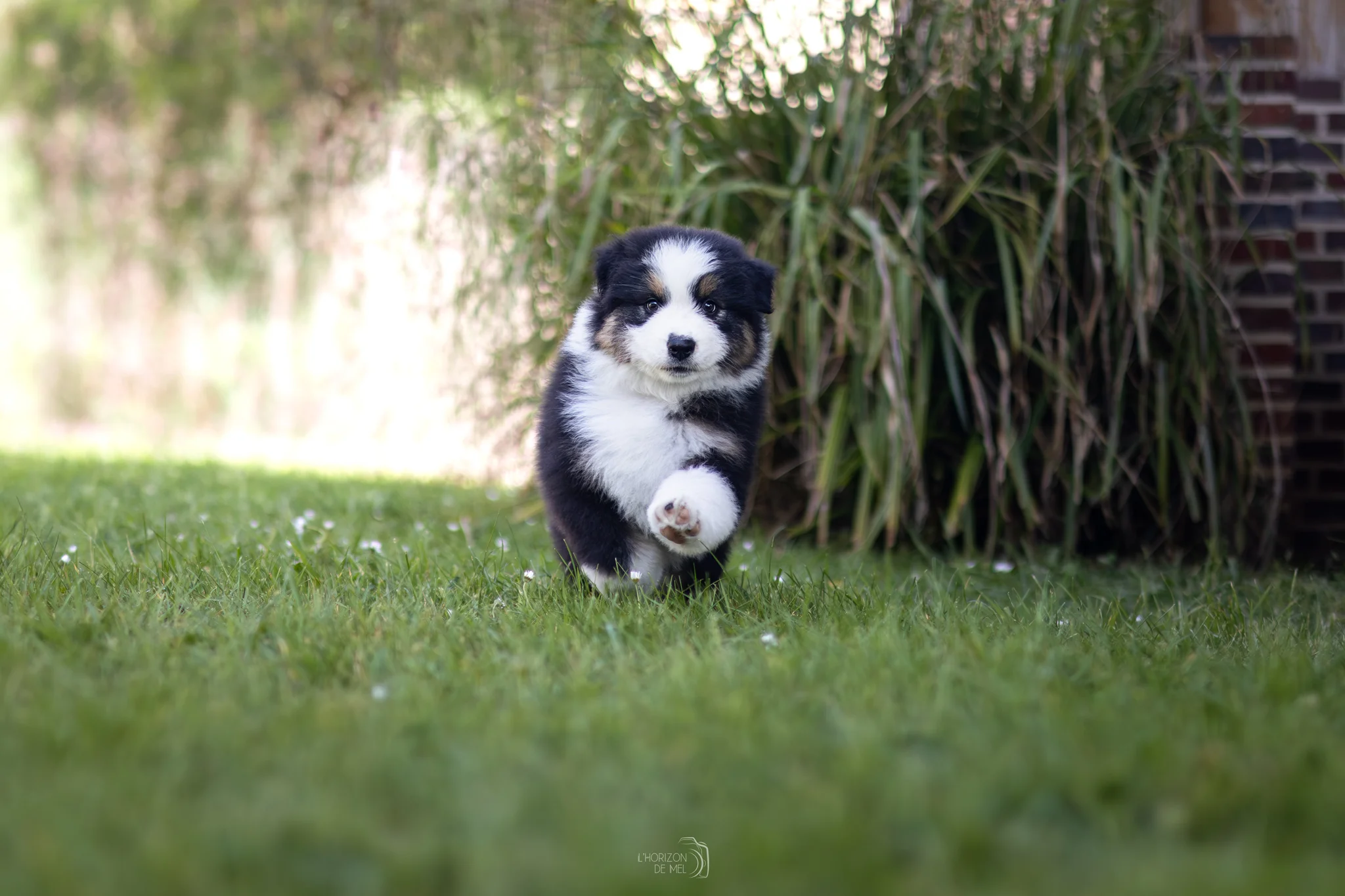 Chiot prêt à quitte l'élevage pour vivre dans sa famille