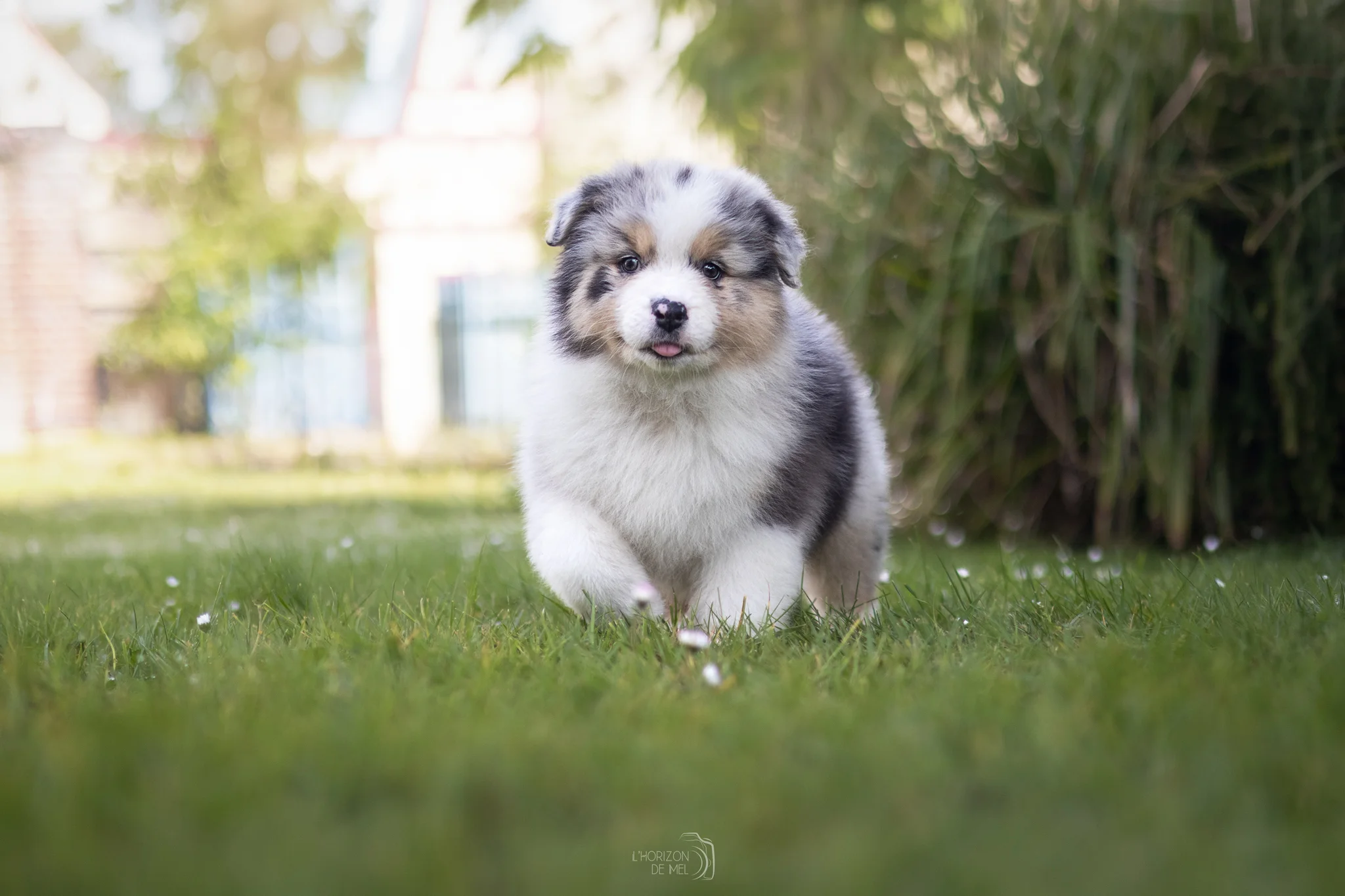 Petit chiot qui cours dans l'herbe