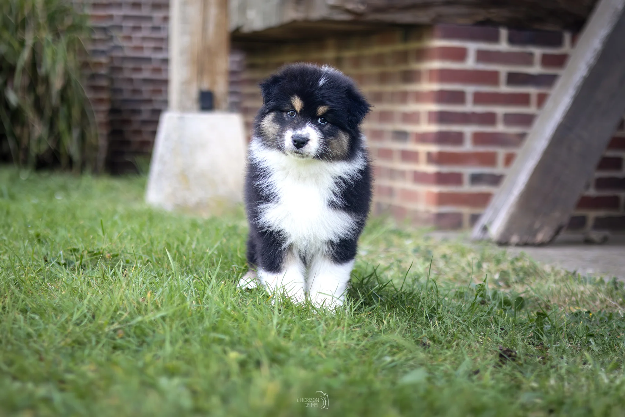 Chiot de 10 semaines
