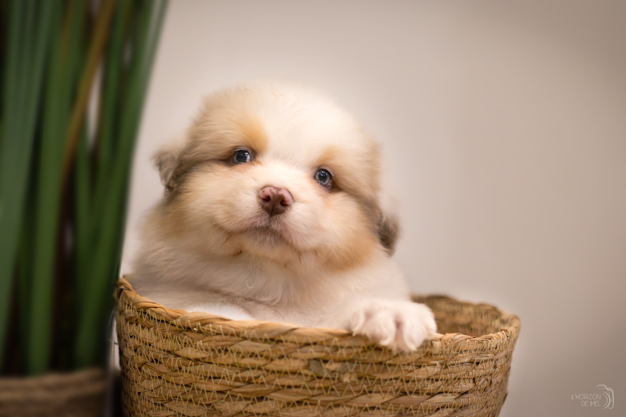Petit chiot rouge merle dans un panier