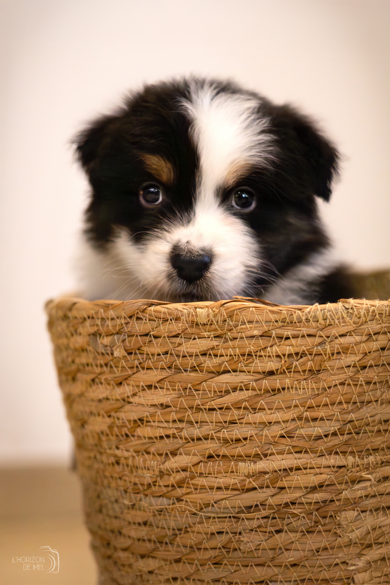 Chiot de 8 semaines dans un panier