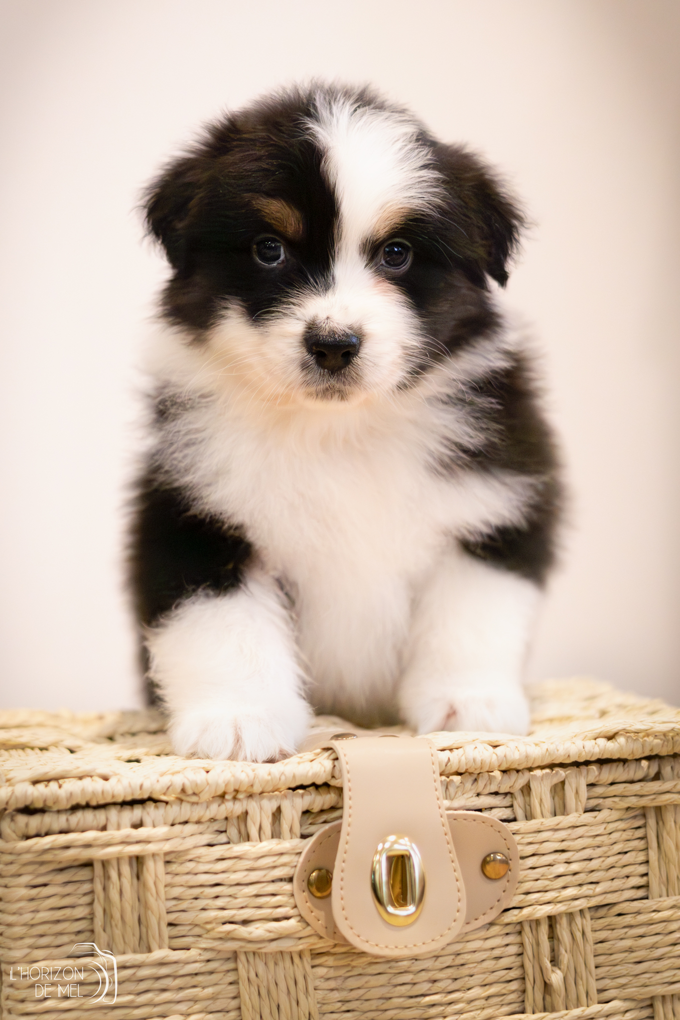 Petit mâle noir tricolore sur une caisse en osier