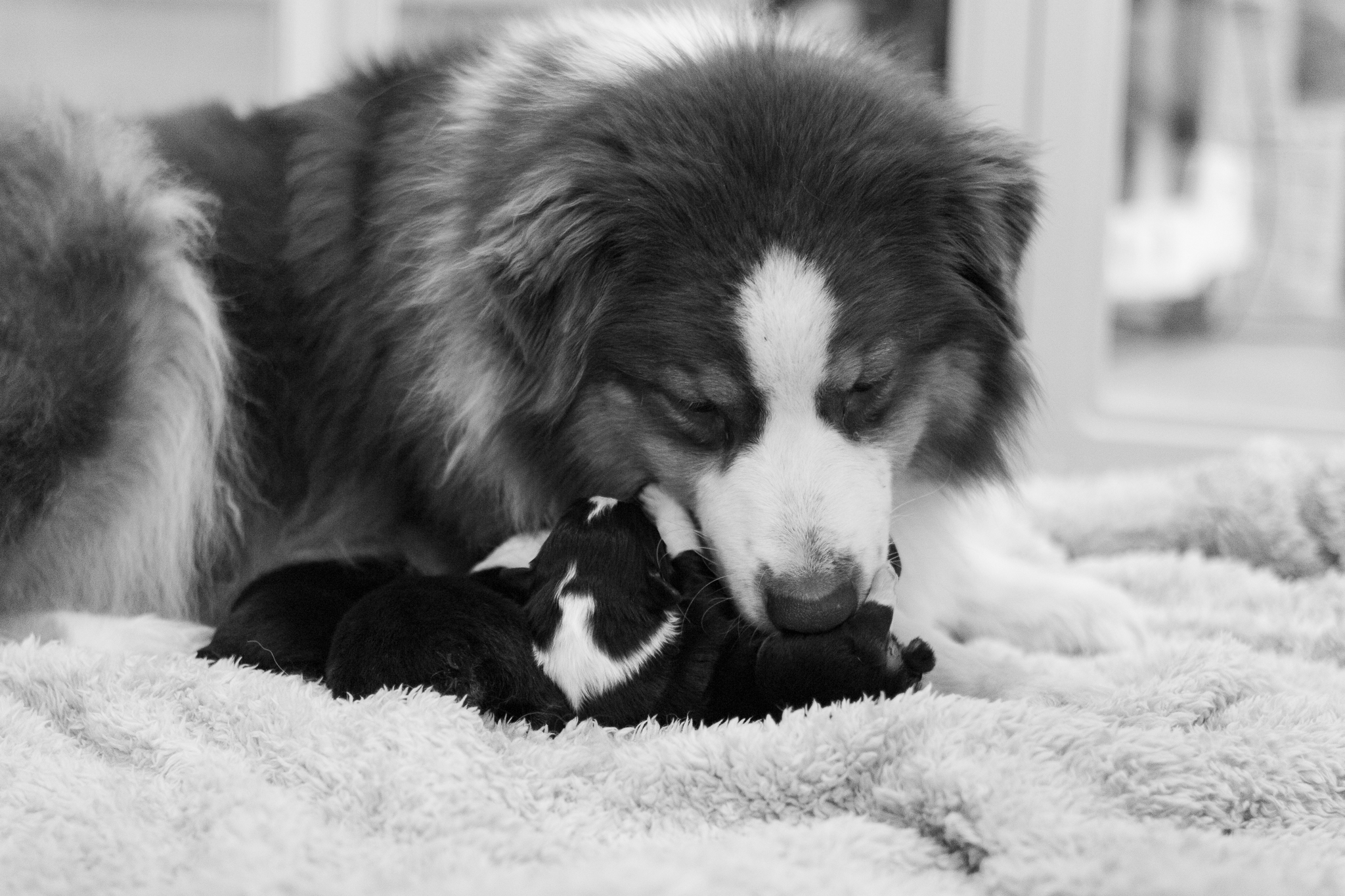 Séance photo portée de chiots avec leur mère — photographe élevage Grand Est