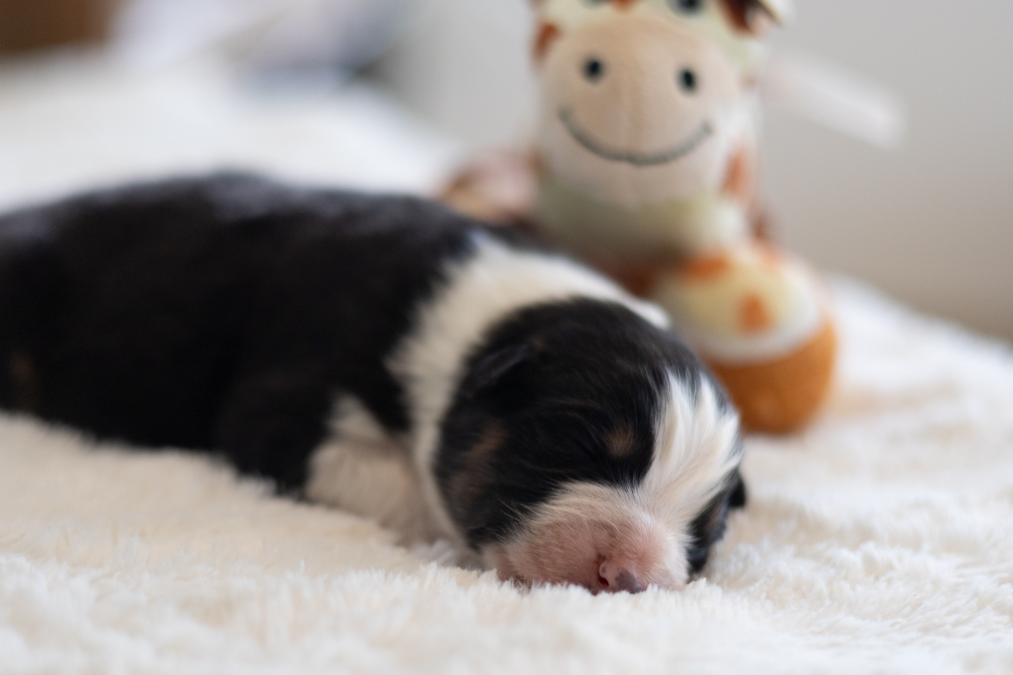 Petit bébé noir tricolore âgé de seulement quelques jours