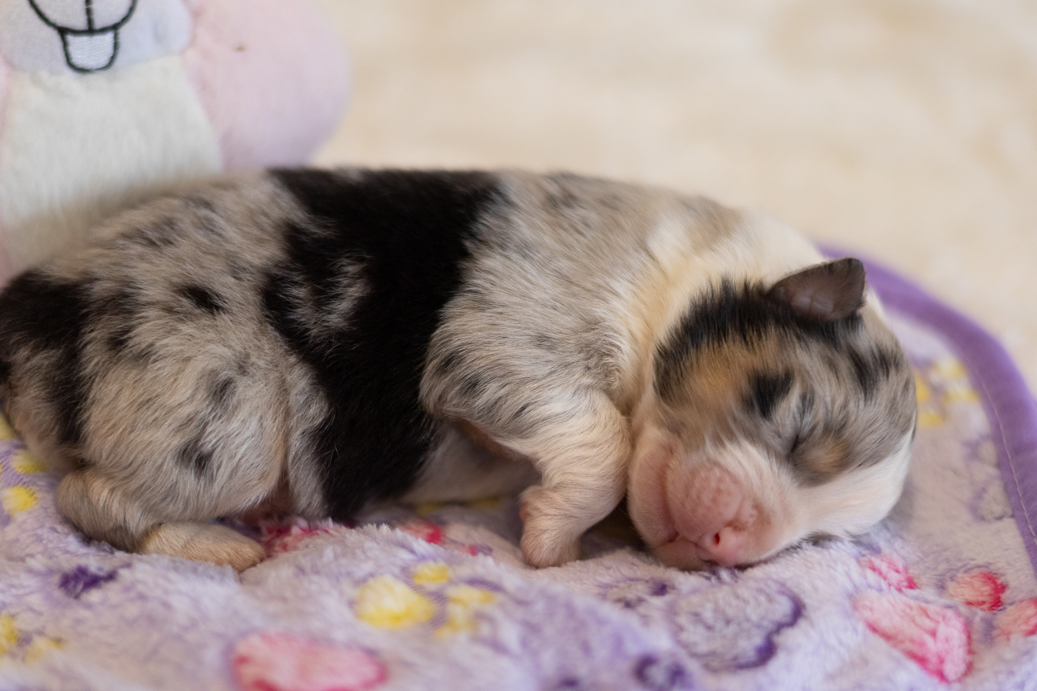 Bébé chiot berger australien bleu merle qui vient de naître