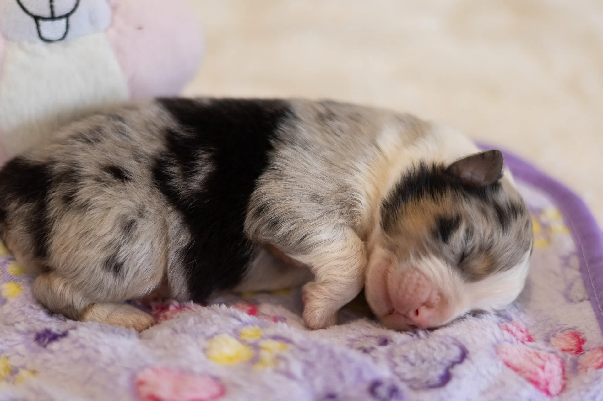 Bébé chiot berger australien bleu merle qui vient de naître