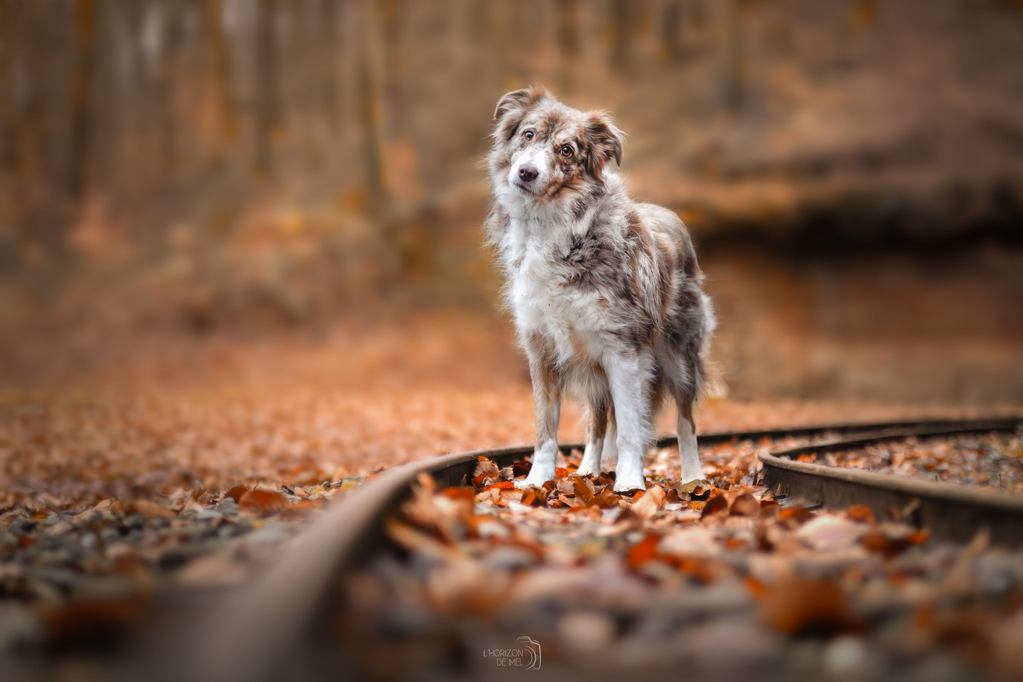 Lola, border collie sous les feuilles de couleur chaude en forêt