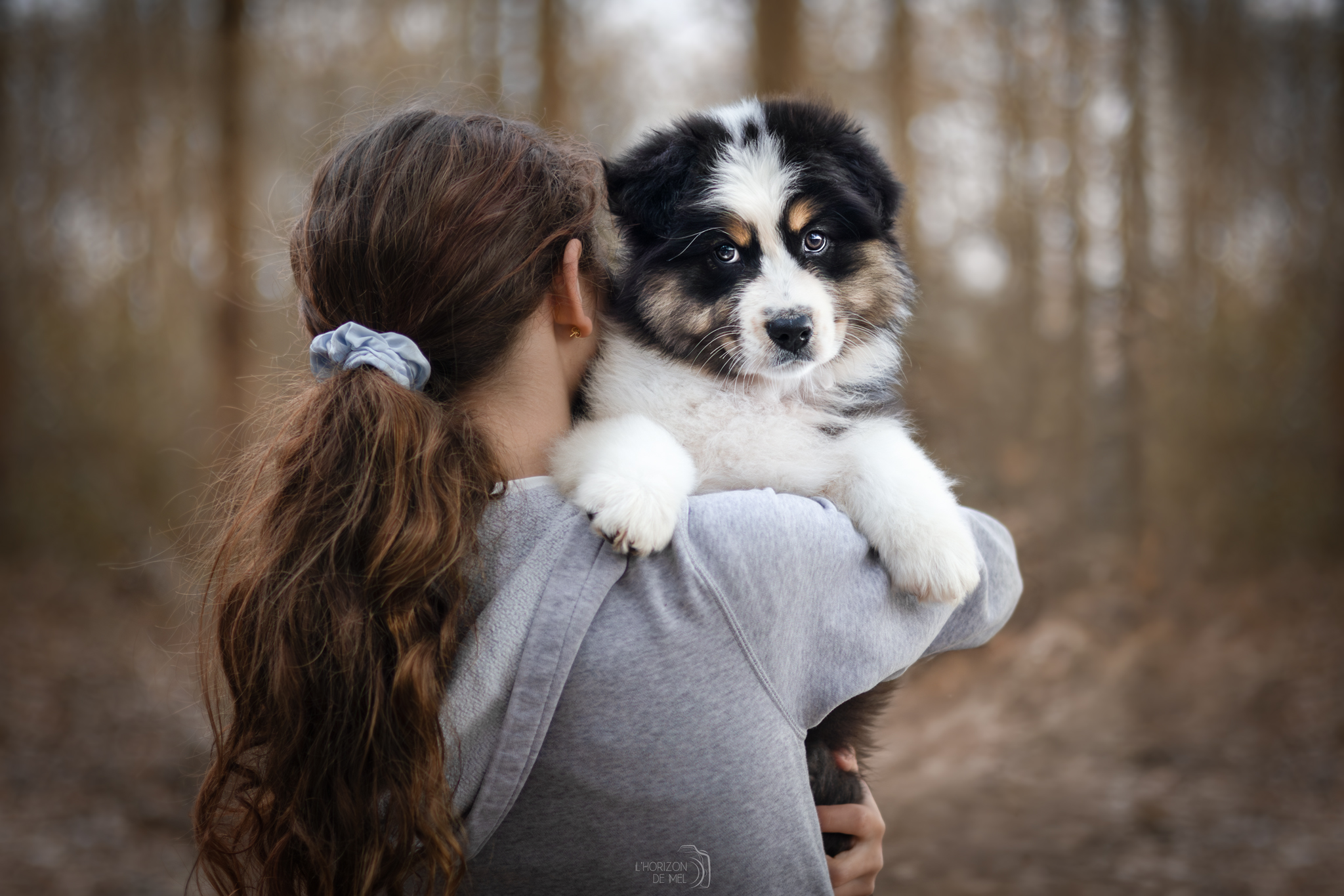 Chiot berger australien noir tricolore dans la forêt