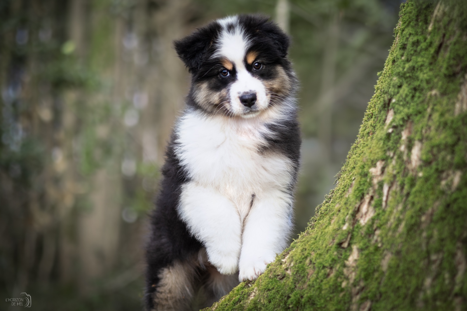 Séance photo chiot en forêt — photographe canine Grand Est