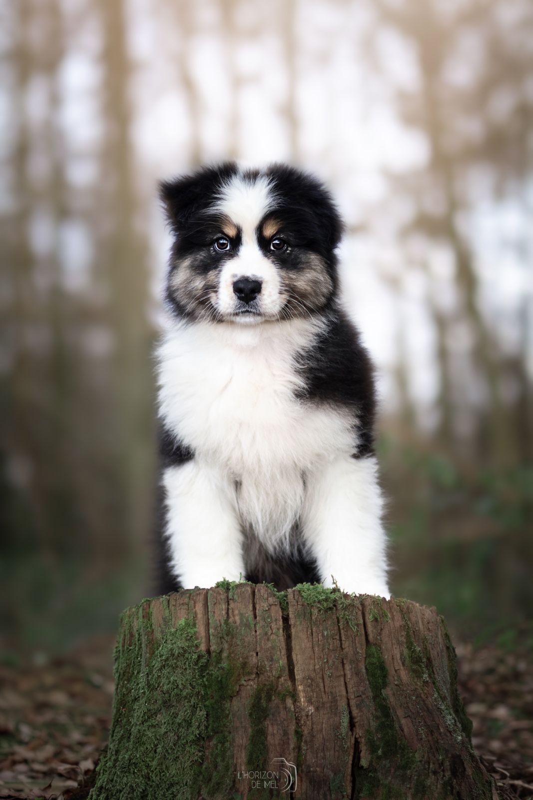 Joli portrait d'une jeune berger australien en forêt