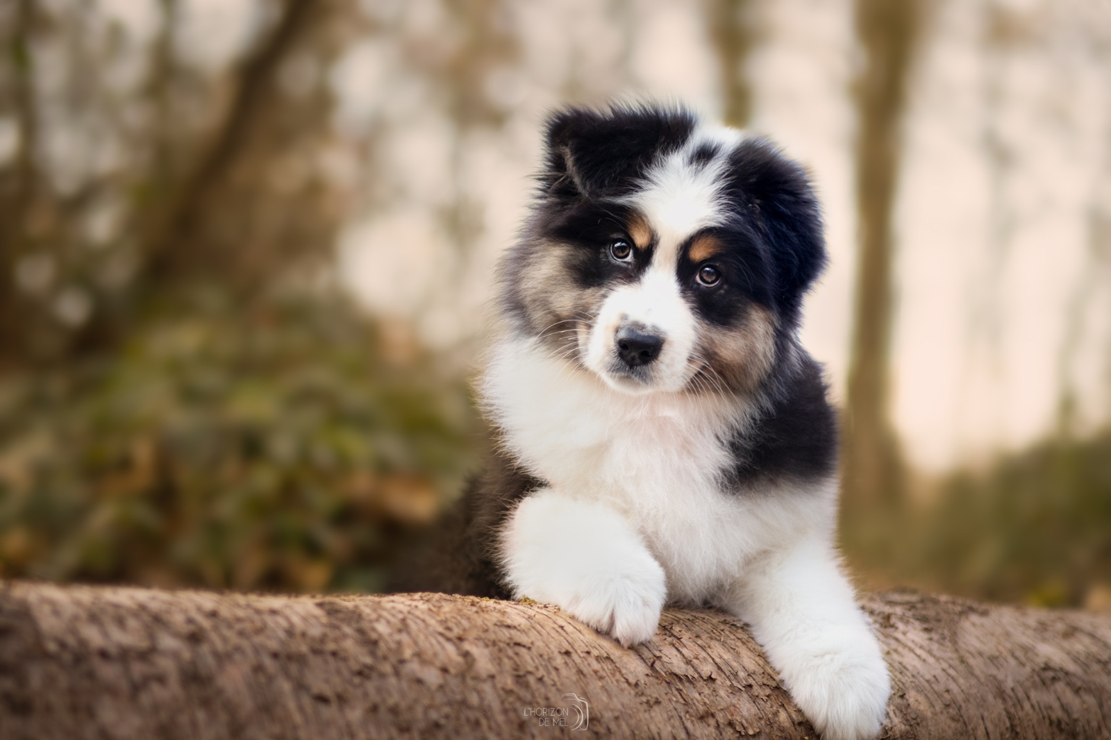 Jeune berger australien sur un gros tronc d'arbre