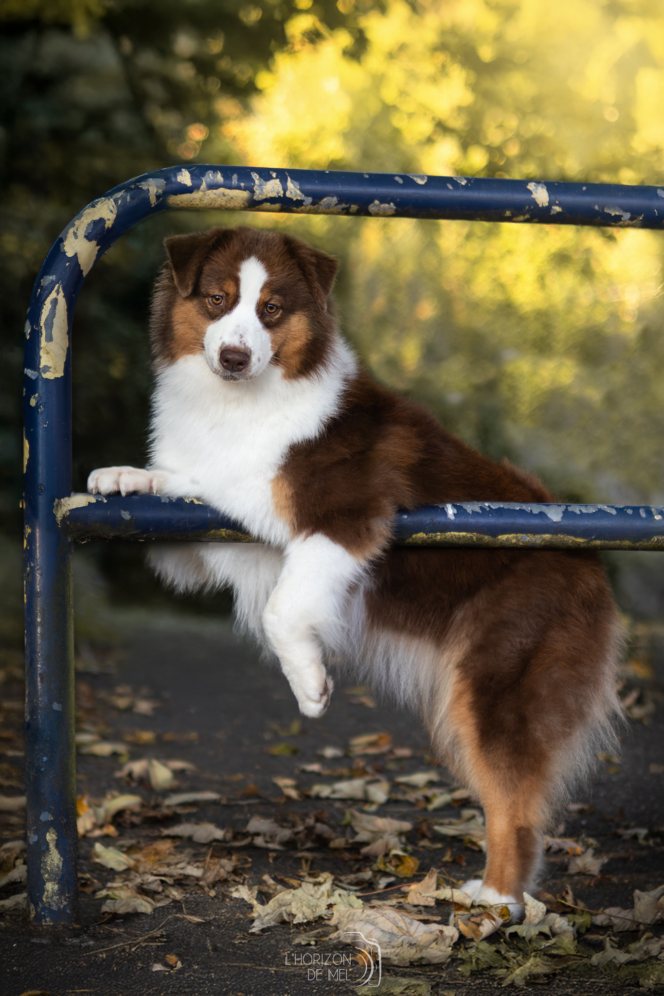 Portrait d'un chien au pelage rouge tricolore dans la forêt