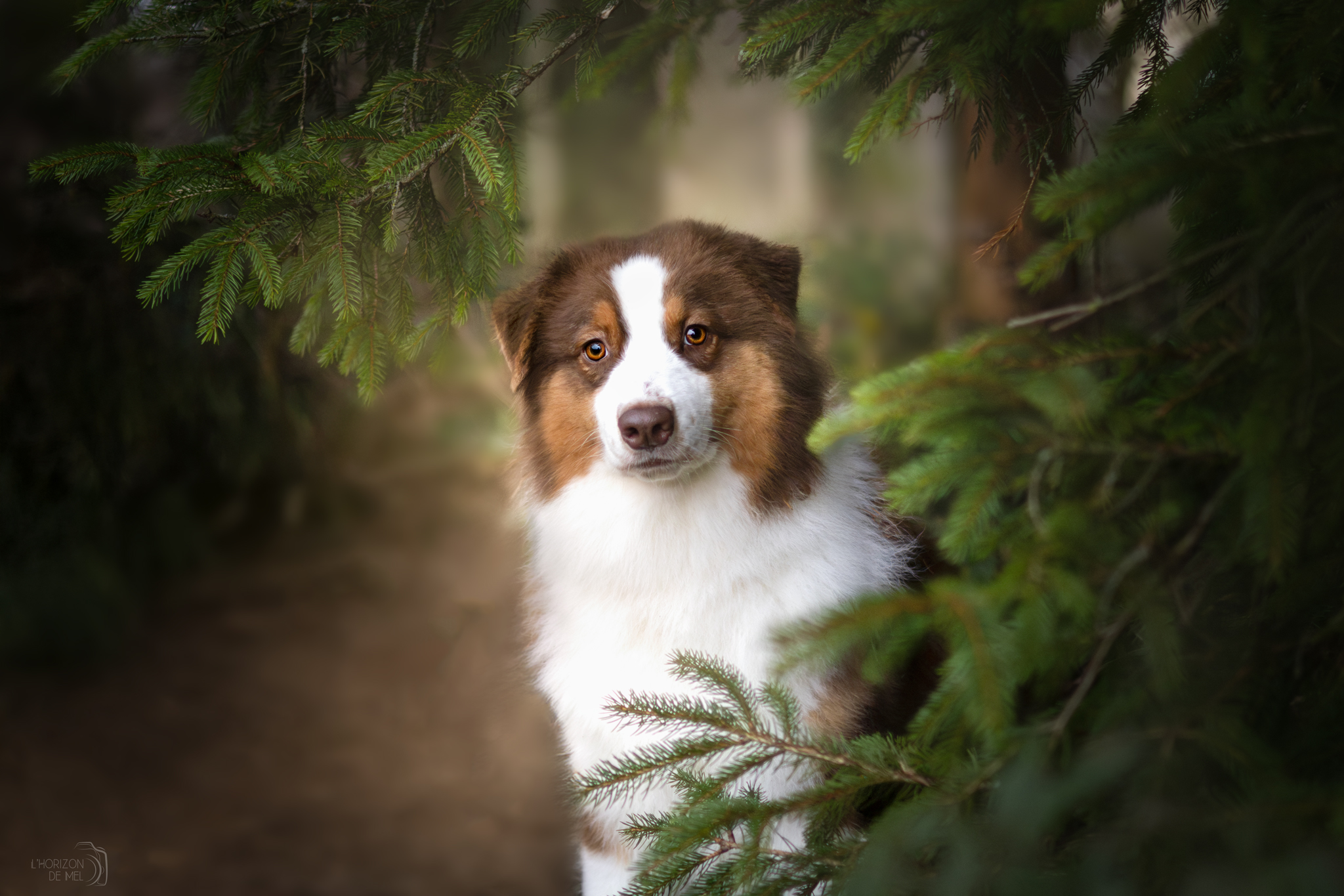 Moon dans les sapins