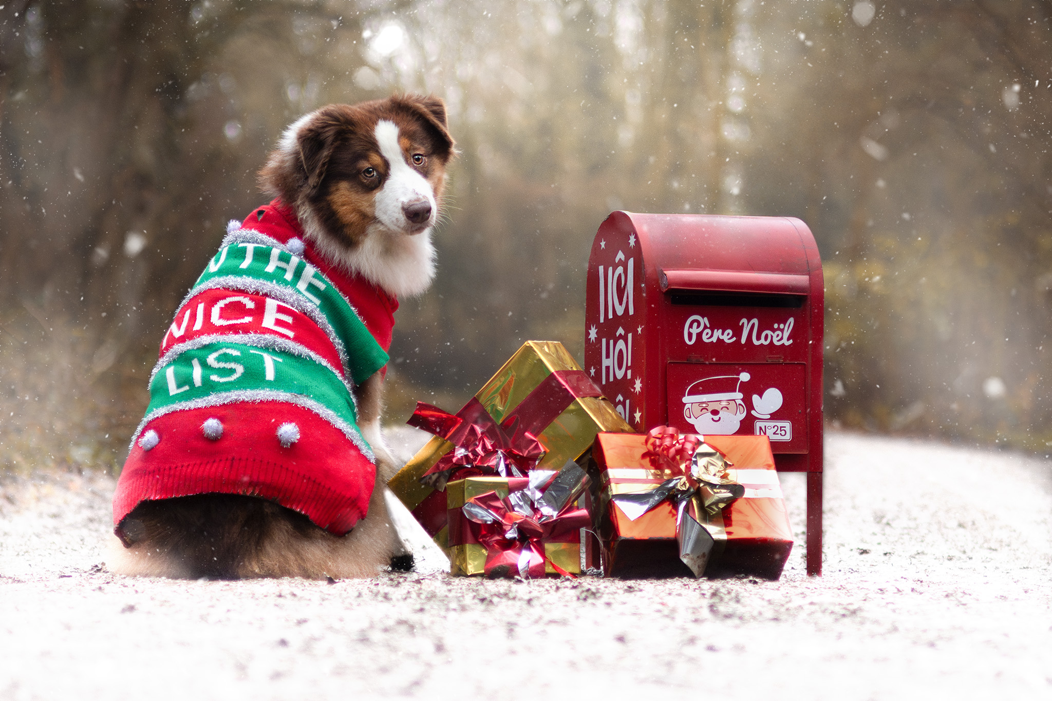 Moon avec son pull et près de la boite aux lettres du père noël