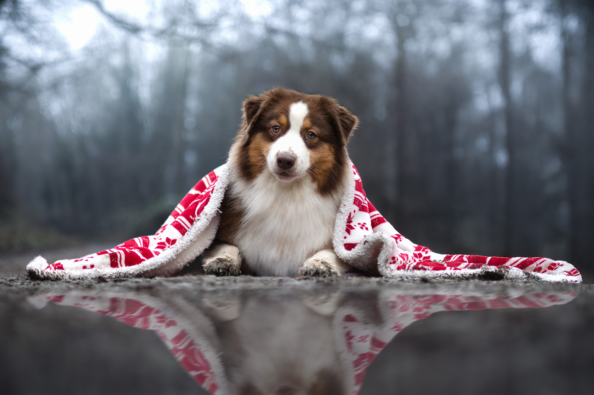 Moon dans une ambiance de fêtes de fin d'année