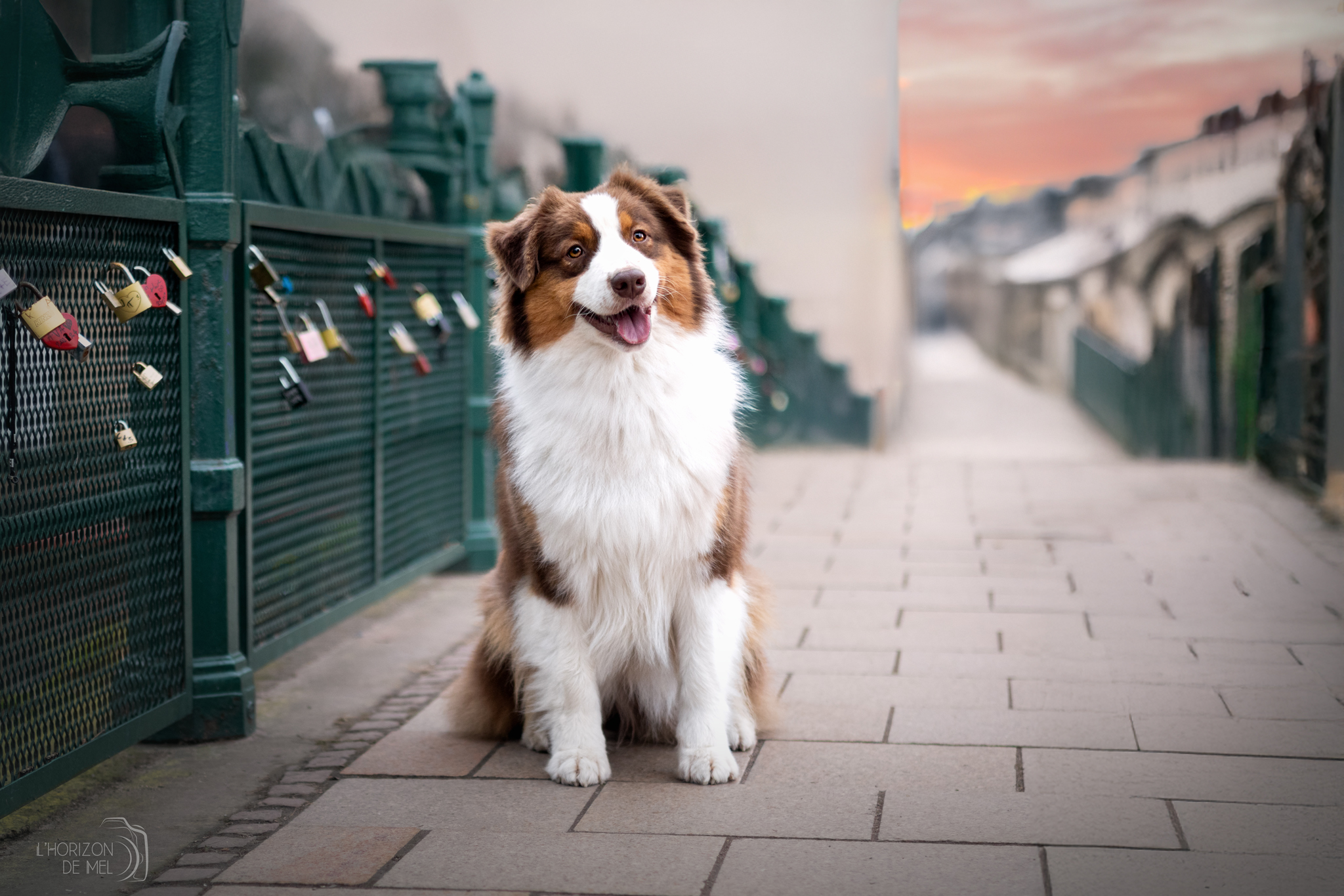 Moon, berger australien rouge tricolore en séance urbaine — photographe canine Grand Est