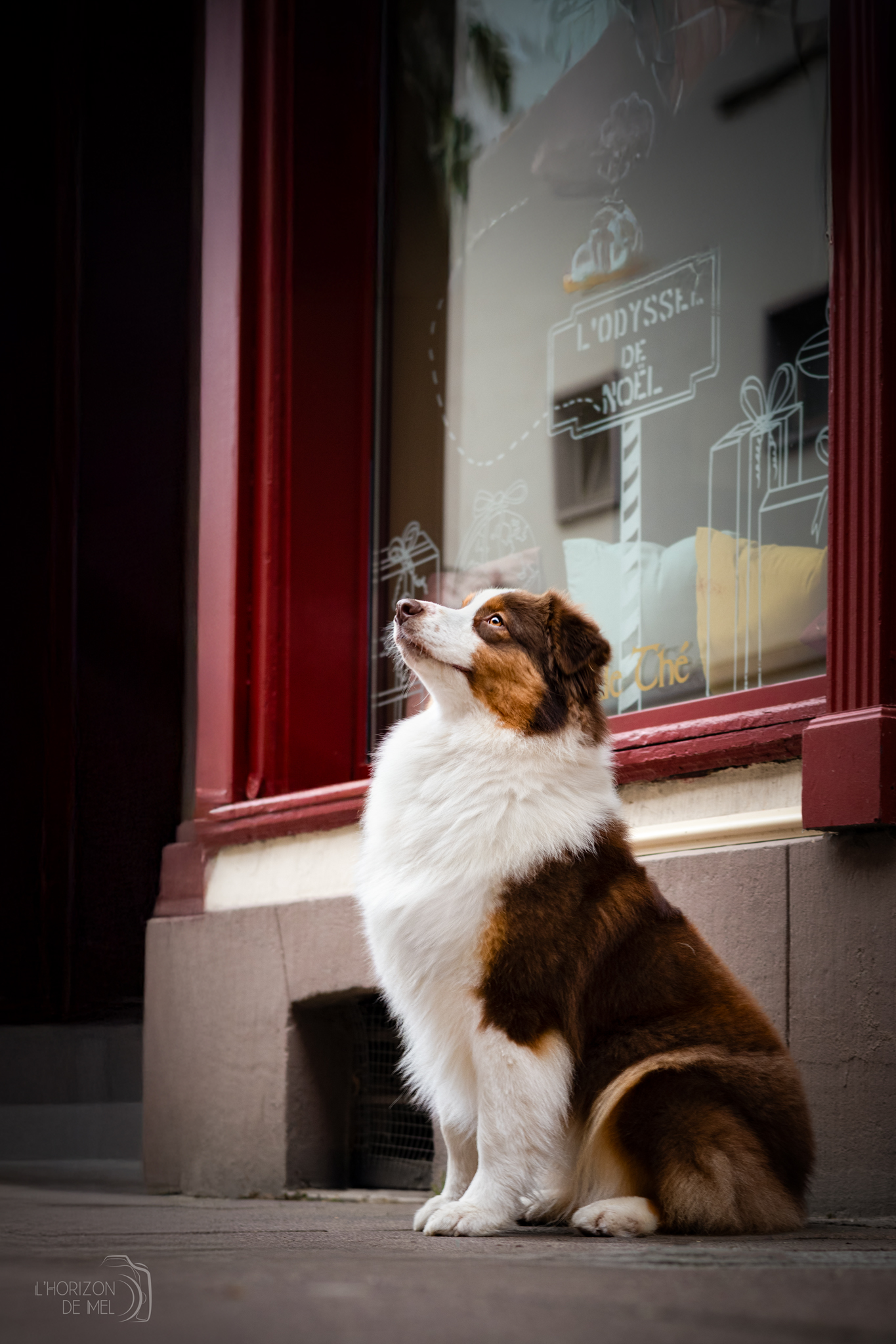 Moon berger australien rouge tricolore dans les rues en période estivale