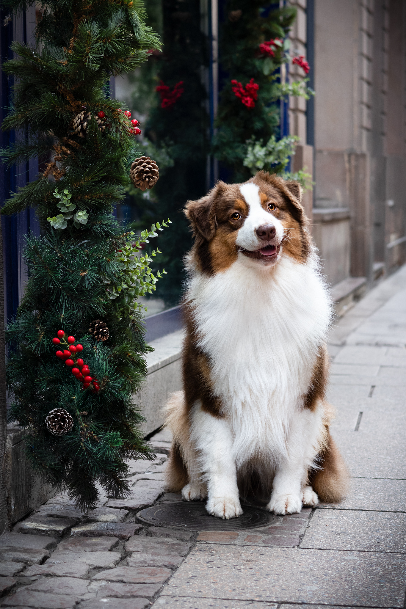 Moon à côté d'une devanture de magasin dans une rue de Strasbourg à la période des fêtes