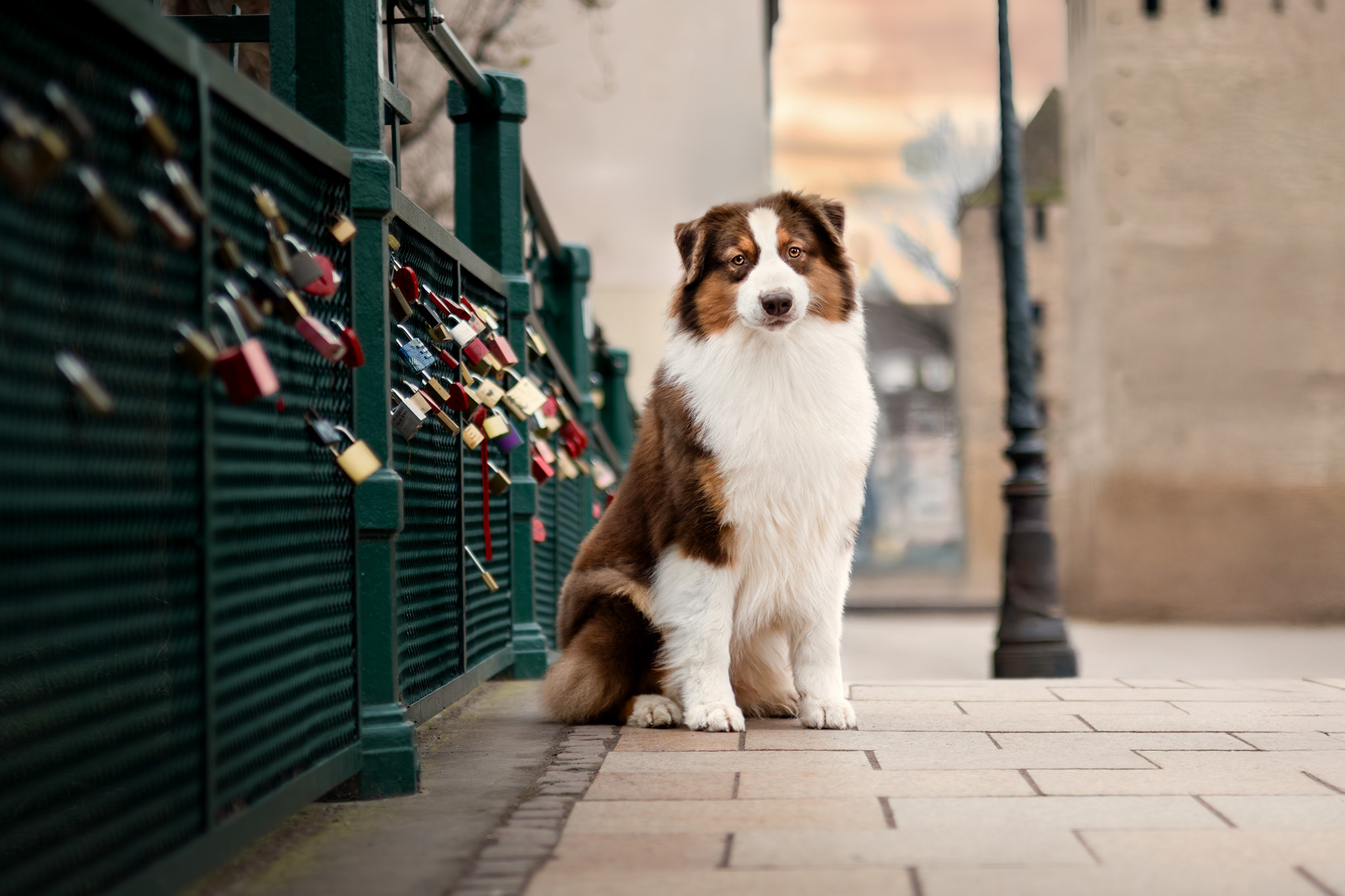 Moon à Strasbourg le long d'un pont avec des cadenas