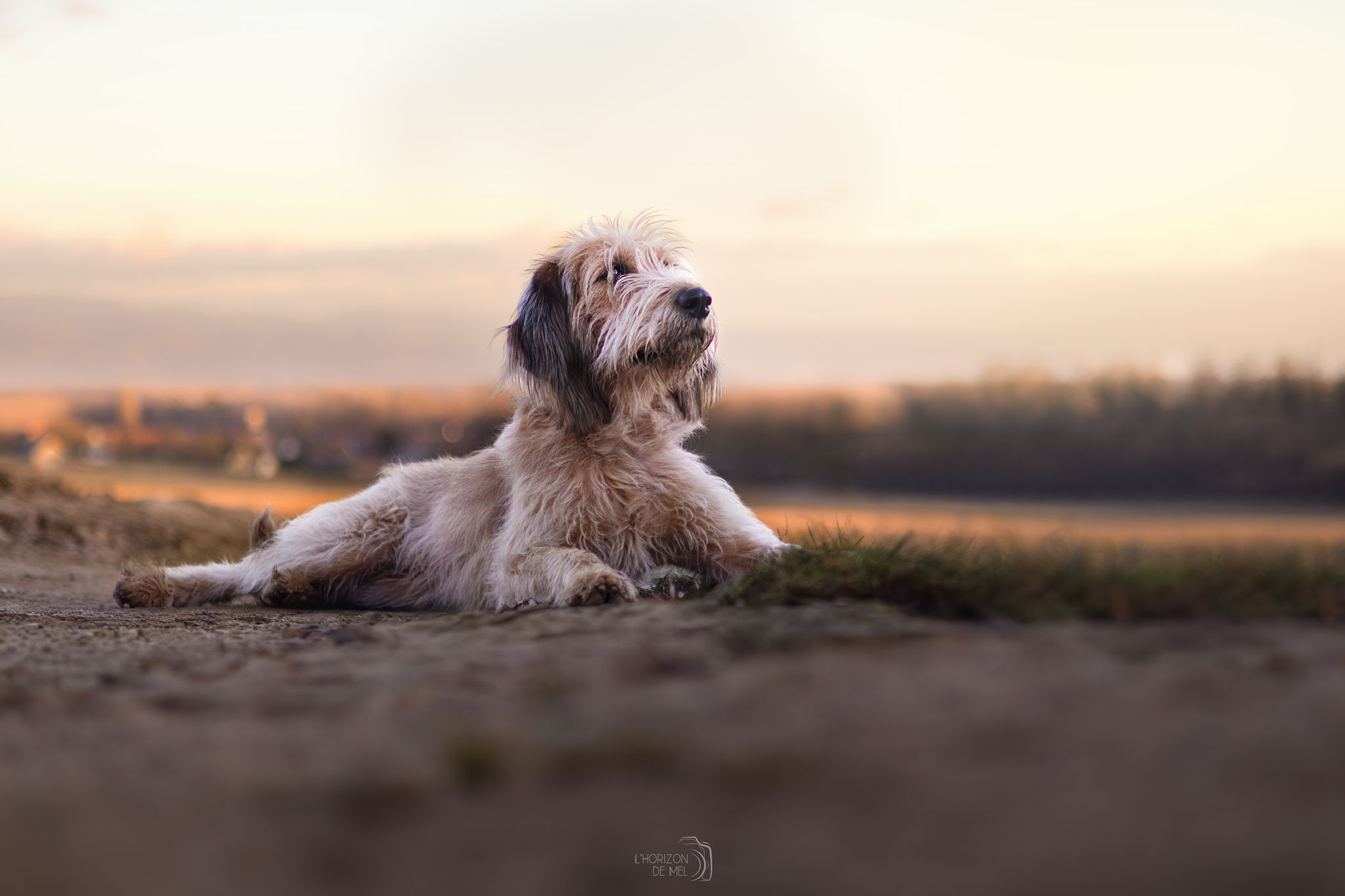 Séance photo chien et maître dans les champs — photographe canine Thionville