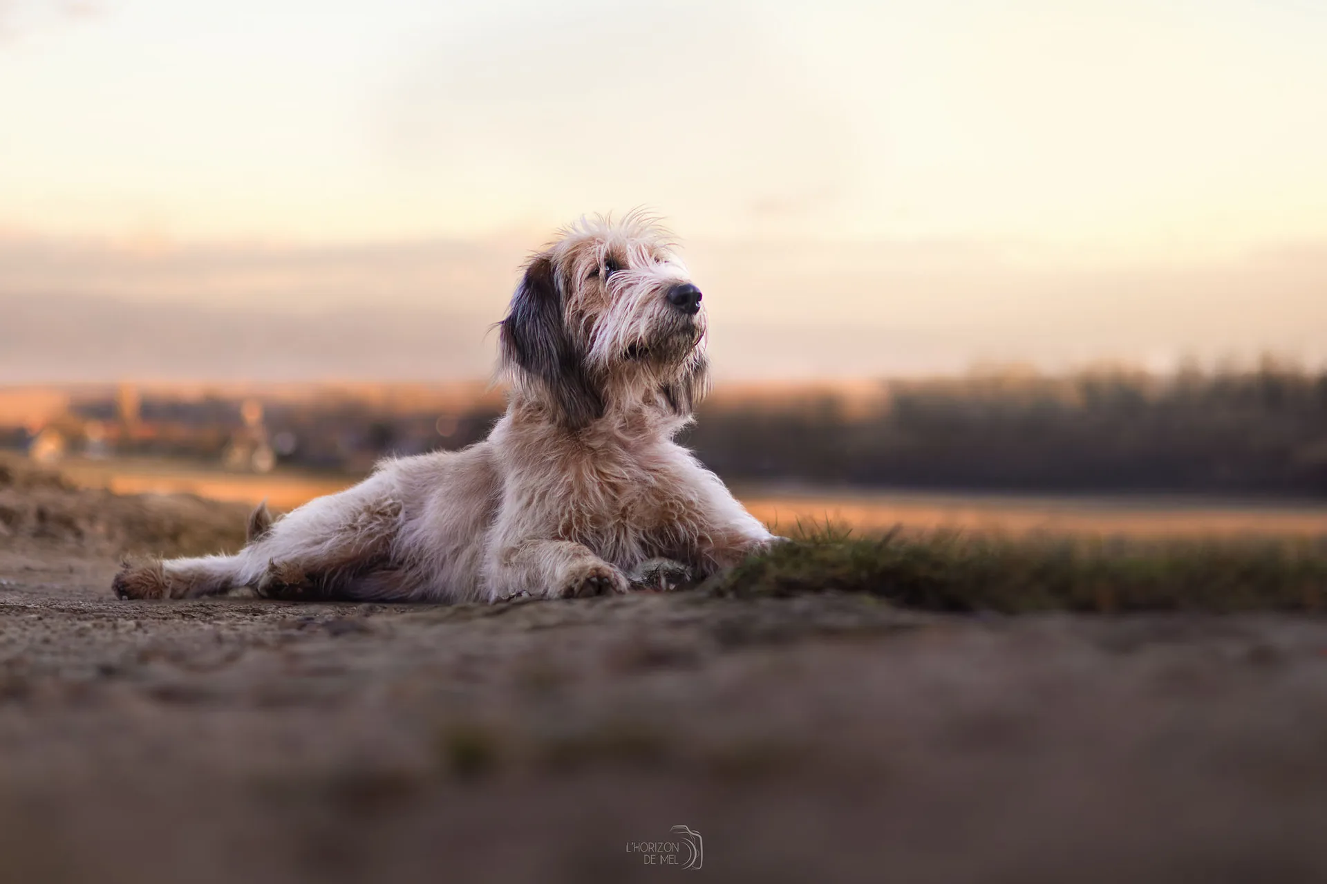 Séance photo chien et maître dans les champs — photographe canine Thionville