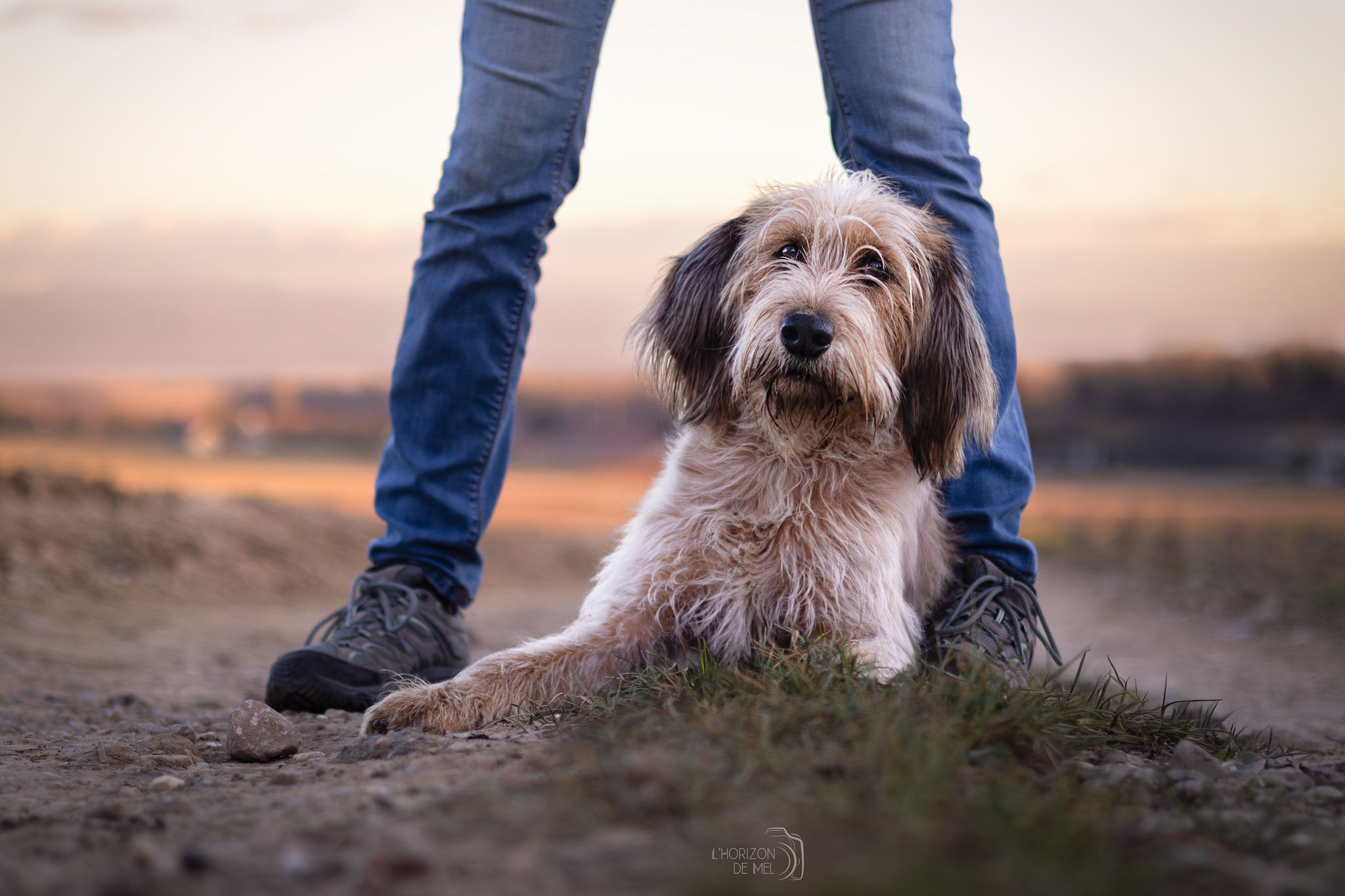 Chien de chasse dans les champs au couché du soleil