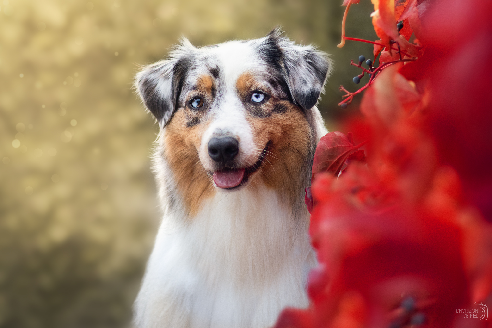 Chien en extérieur parmi les fleurs — photographie canine Meuse