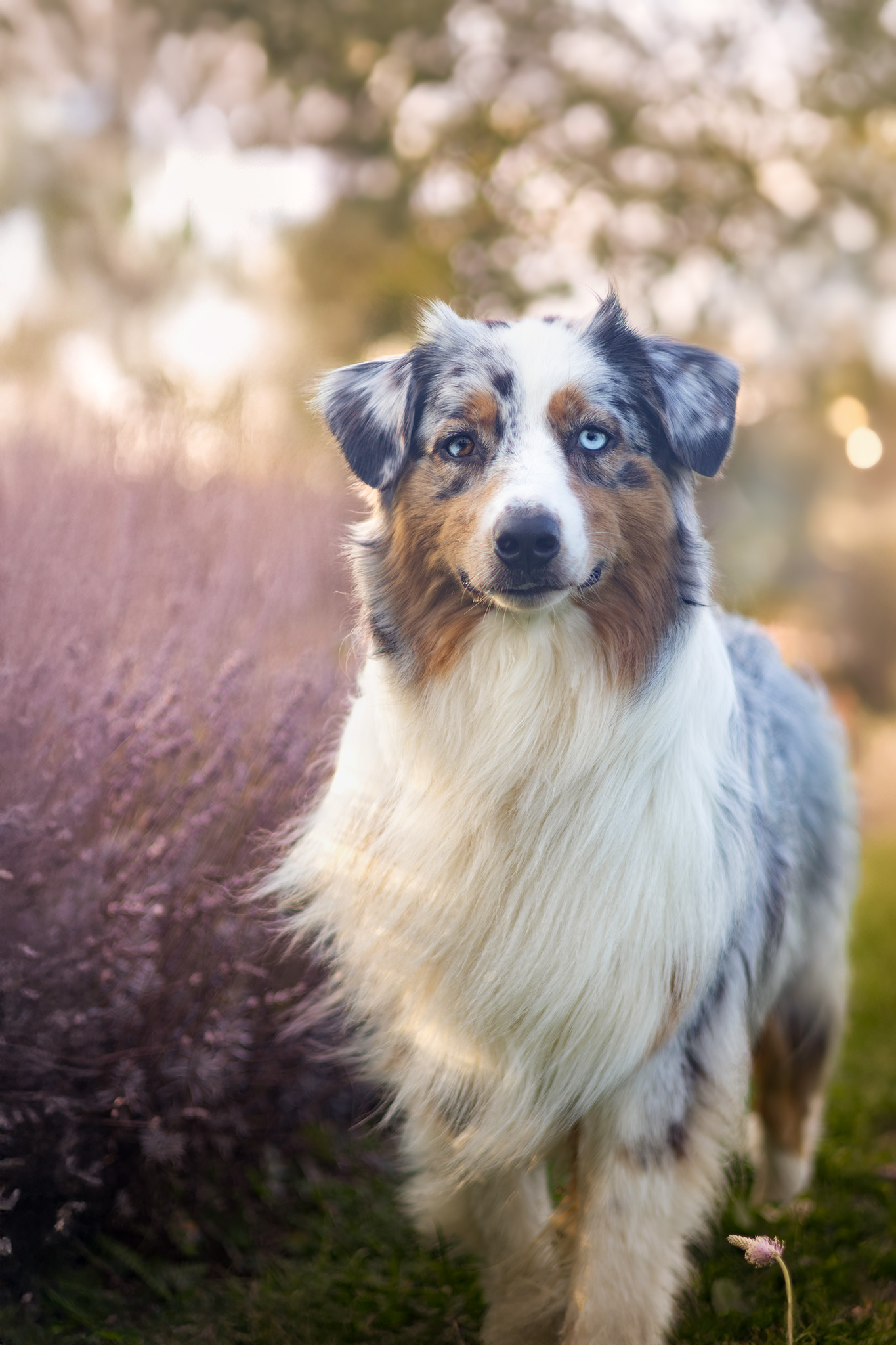 Taïga berger australien bleu merle près des lavandes