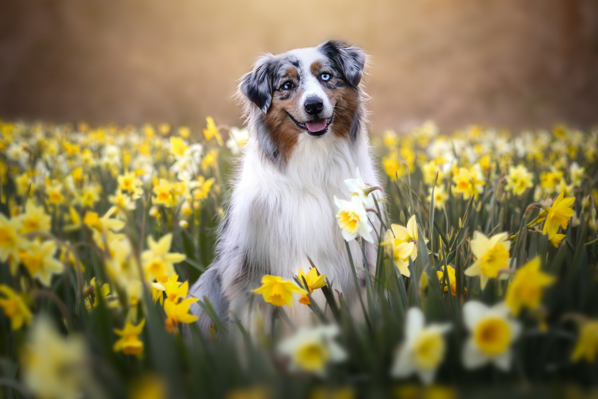 Séance photo chien en forêt en automne — photographe canine Grand Est