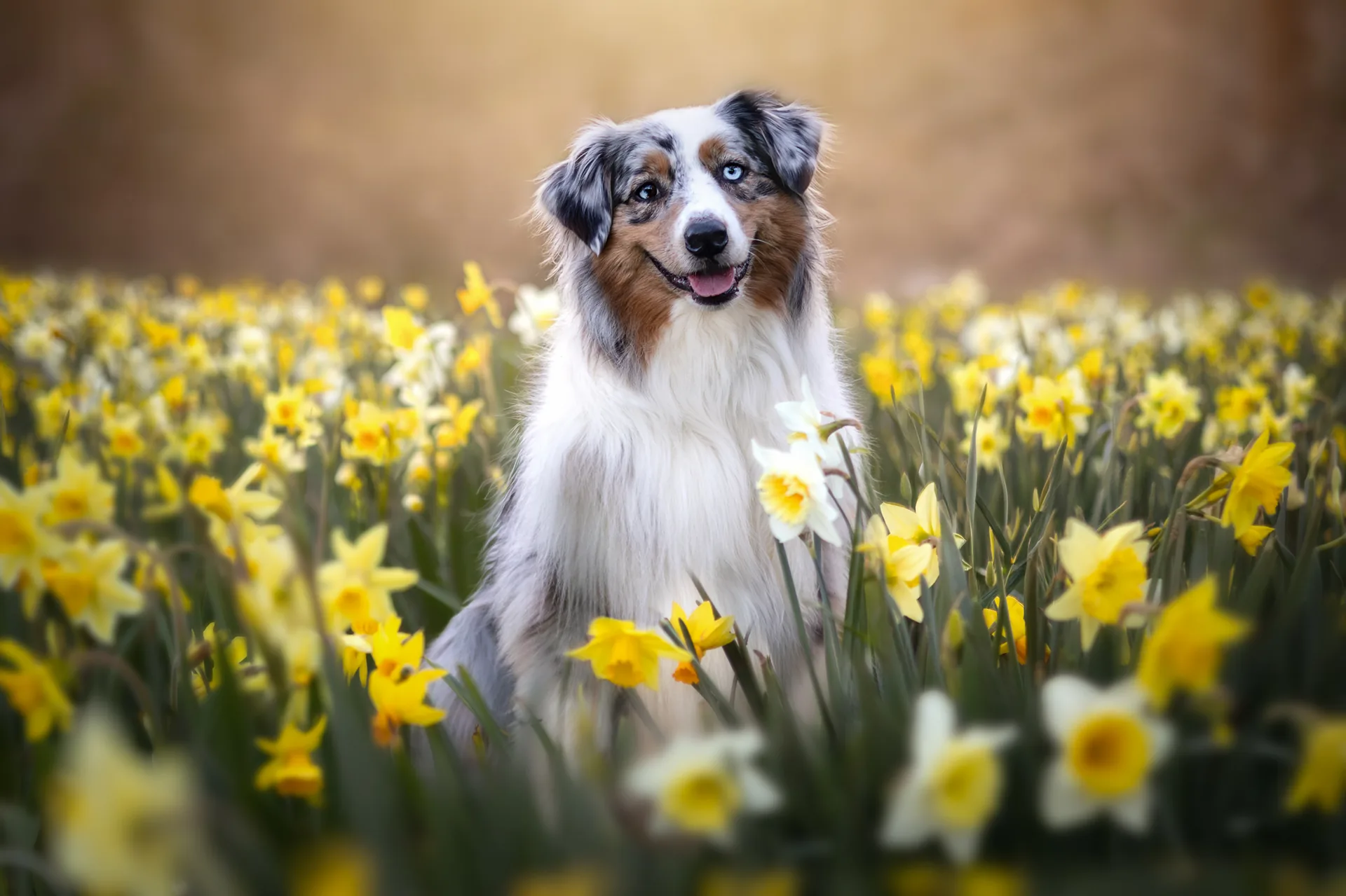 Taïga au pelage bleu merle dans les tulipes