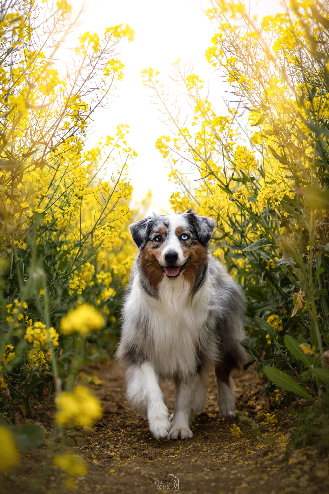 Berger australien de 4 ans dans les fleurs violettes