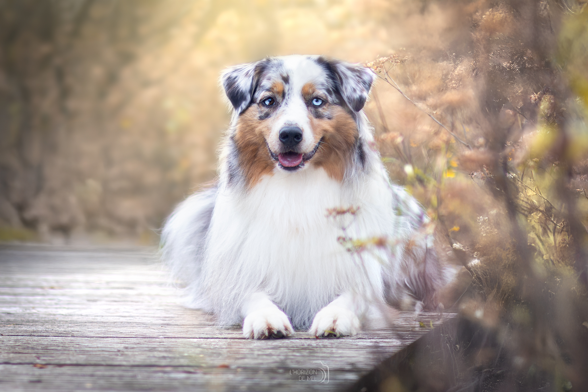 Taïga berger australien de 4 ans sur un pont au bord d'un lac