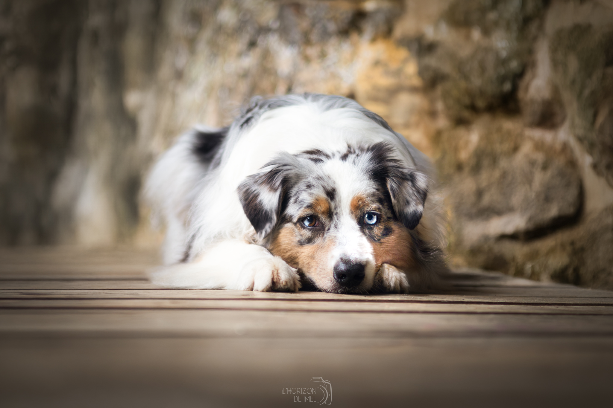Taïga tête posée au sol au Mullerthal au Luxembourg