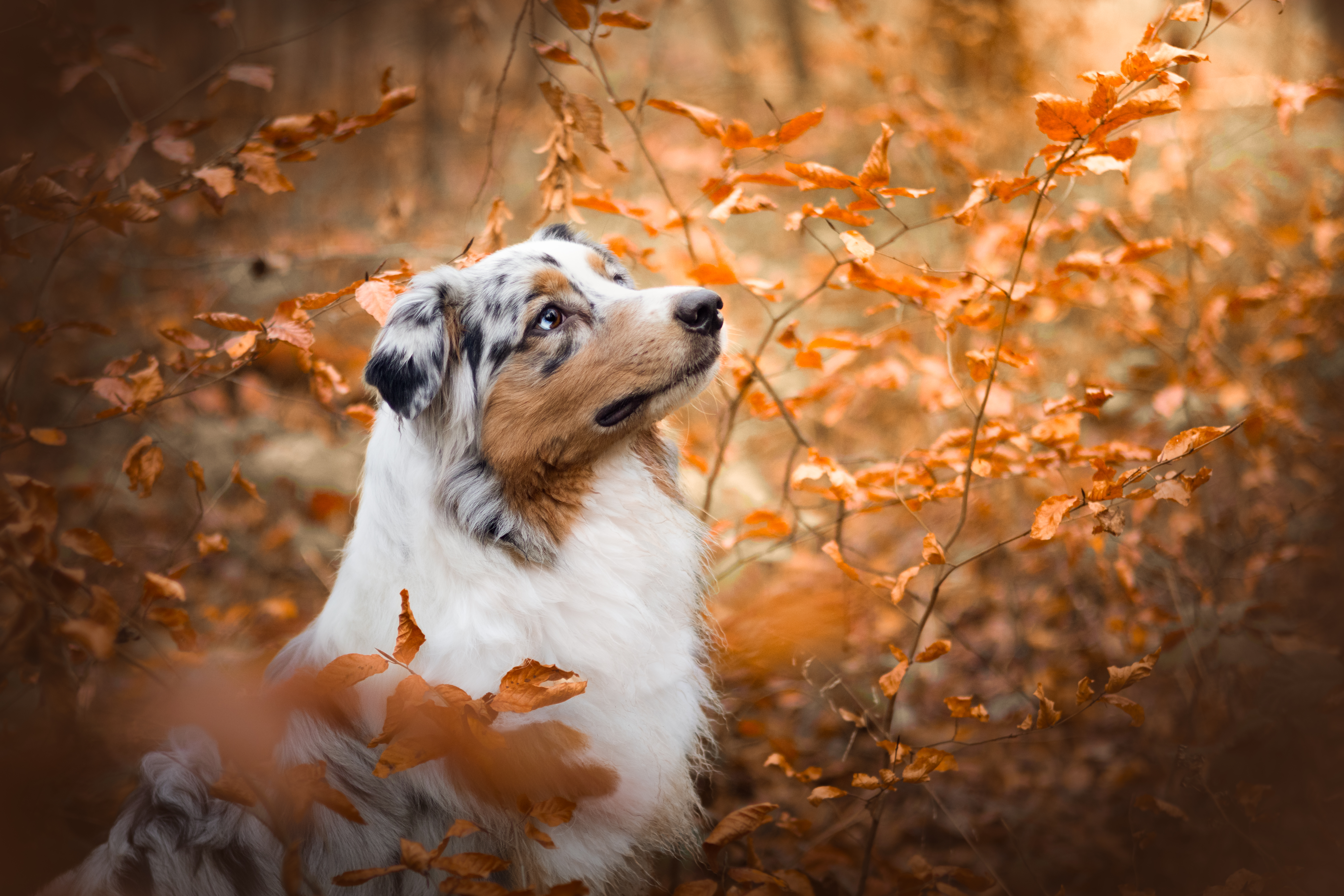 Taïga dans les branchages orange