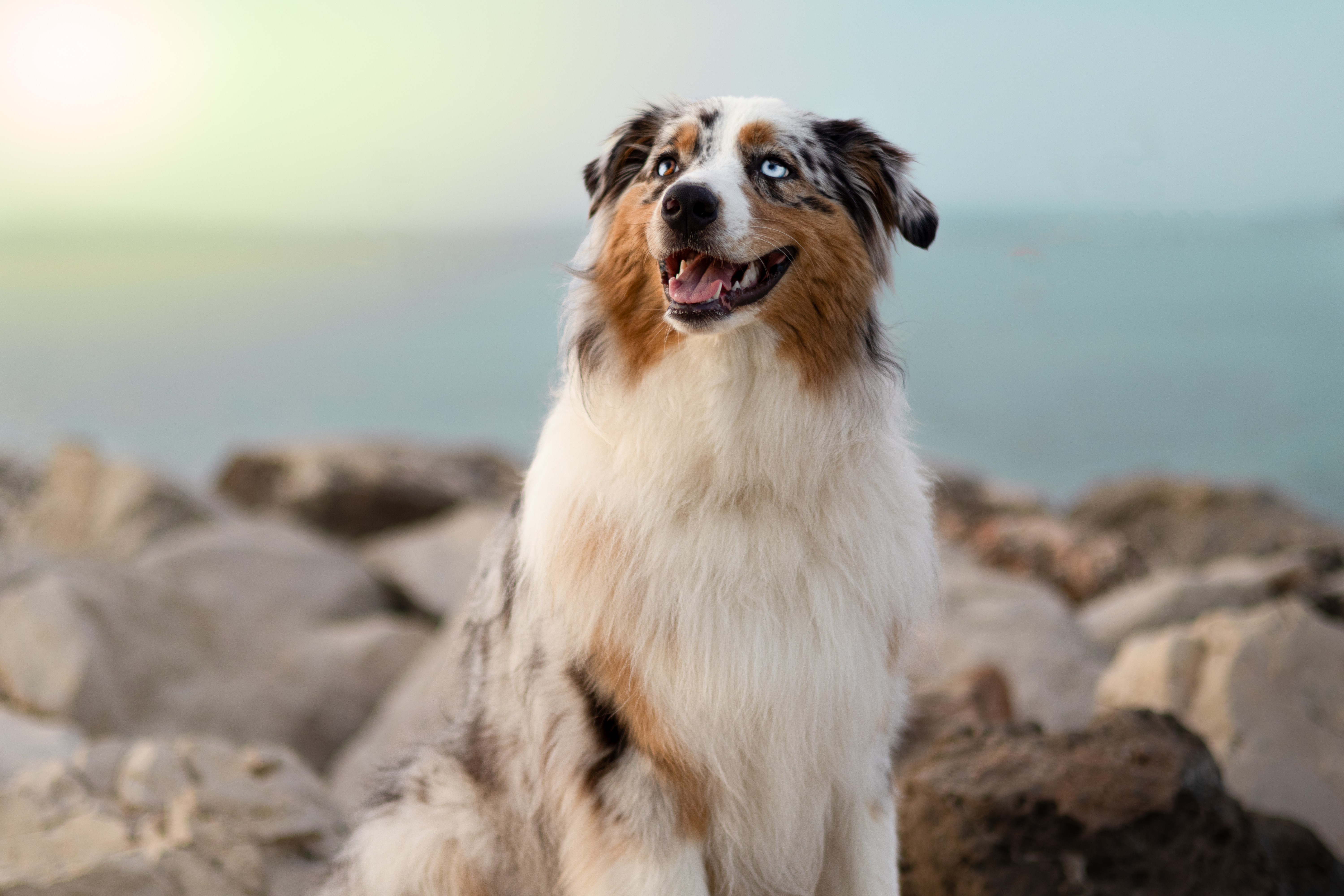 Taïga au bord de la mer sur les rochers