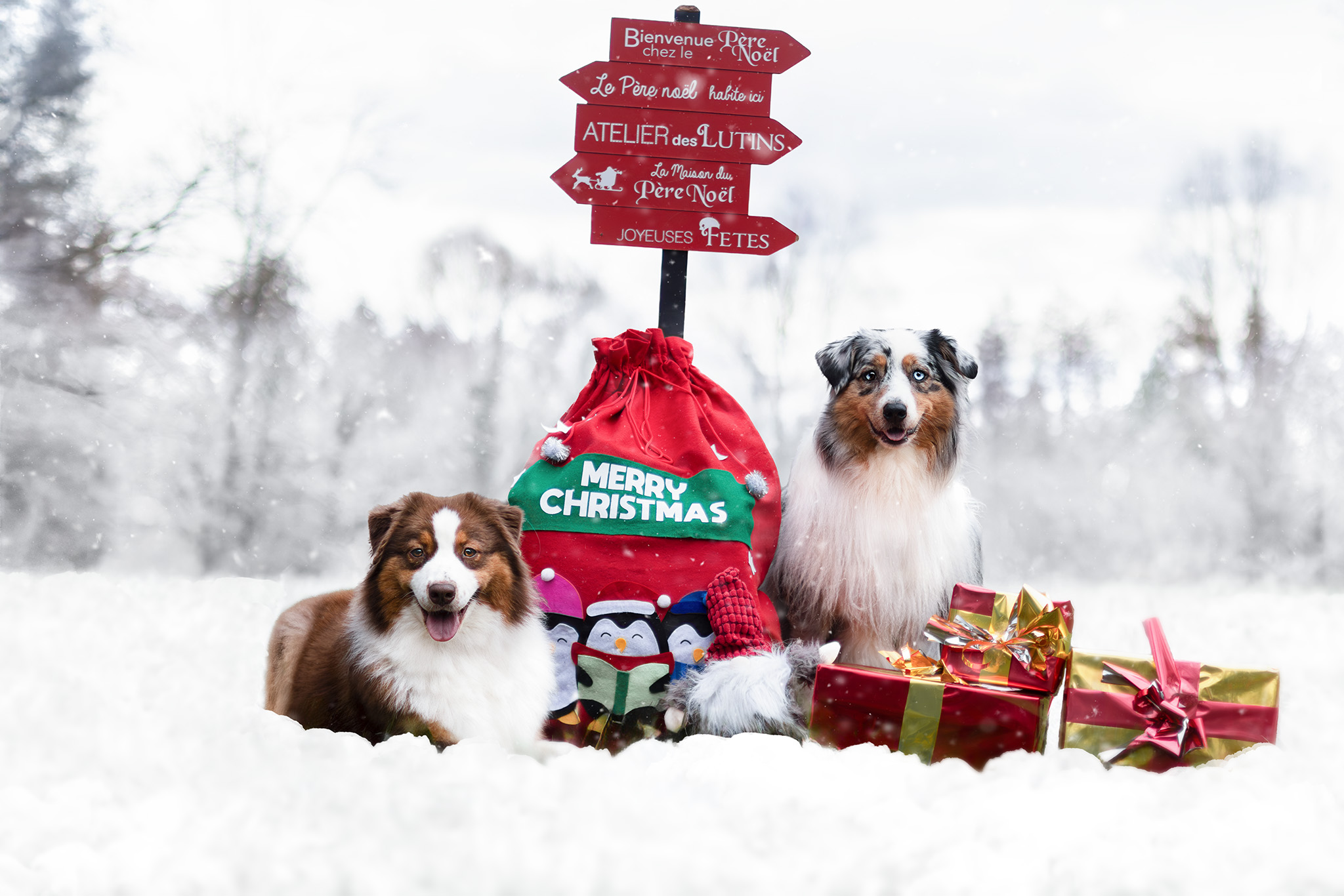 Taïga et Moon à Noël en extérieur