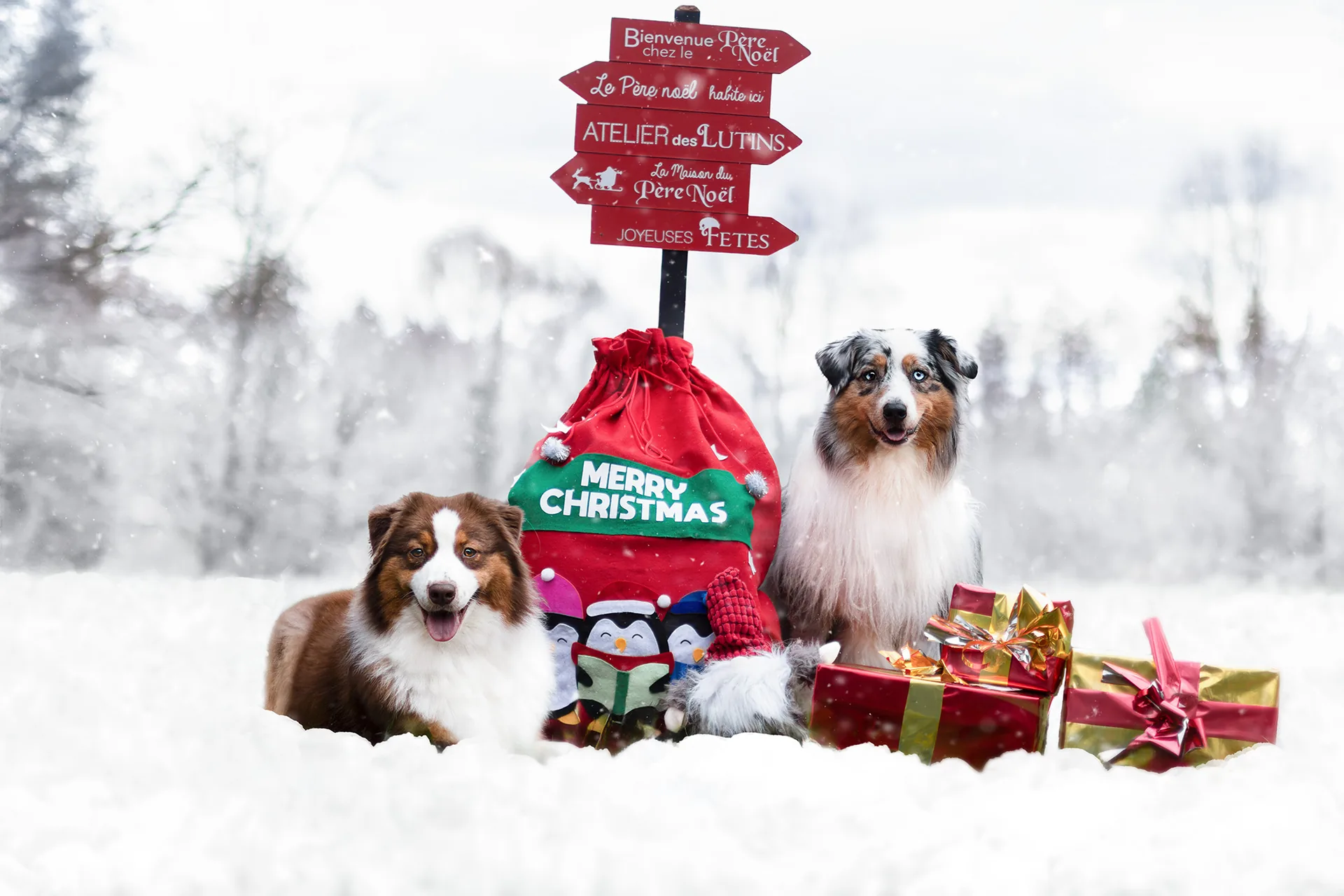 Taïga et Moon à Noël en extérieur