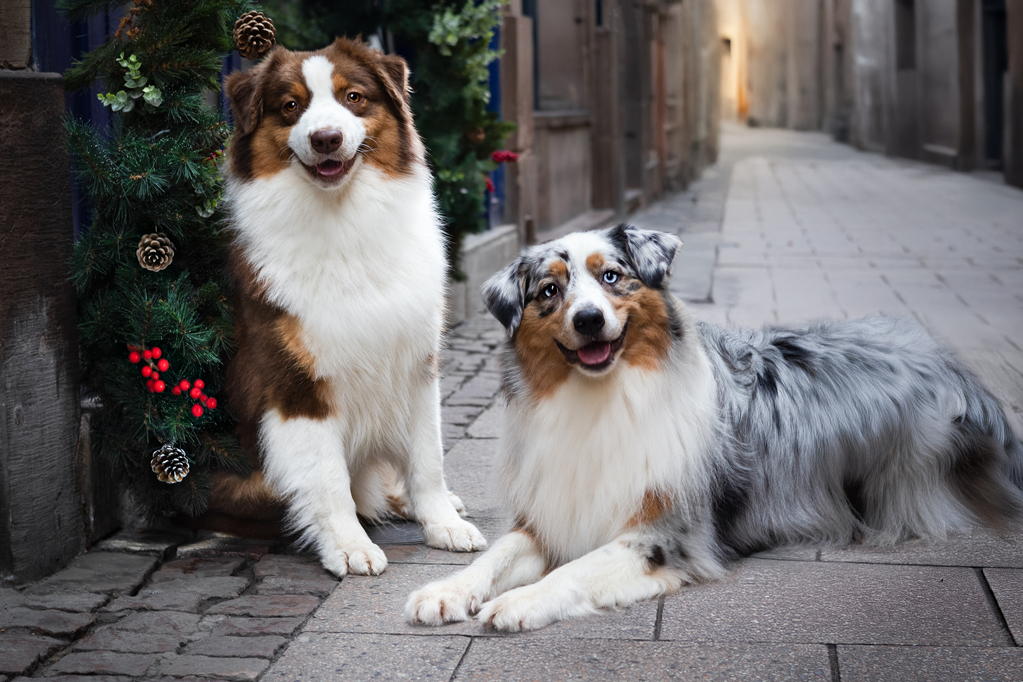 Taïga et Moon deux bergers australiens en ville une couchée et l'autre assise