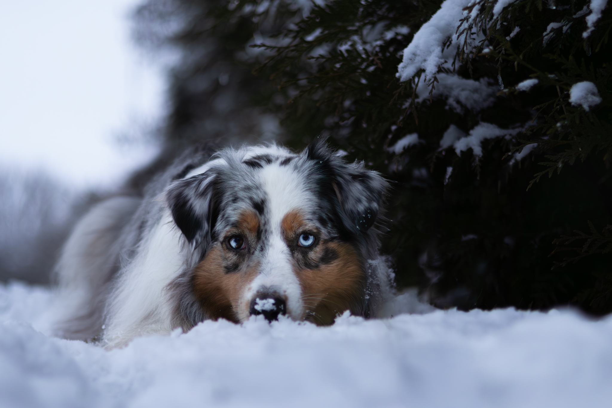 Taïga le museau dans la neige