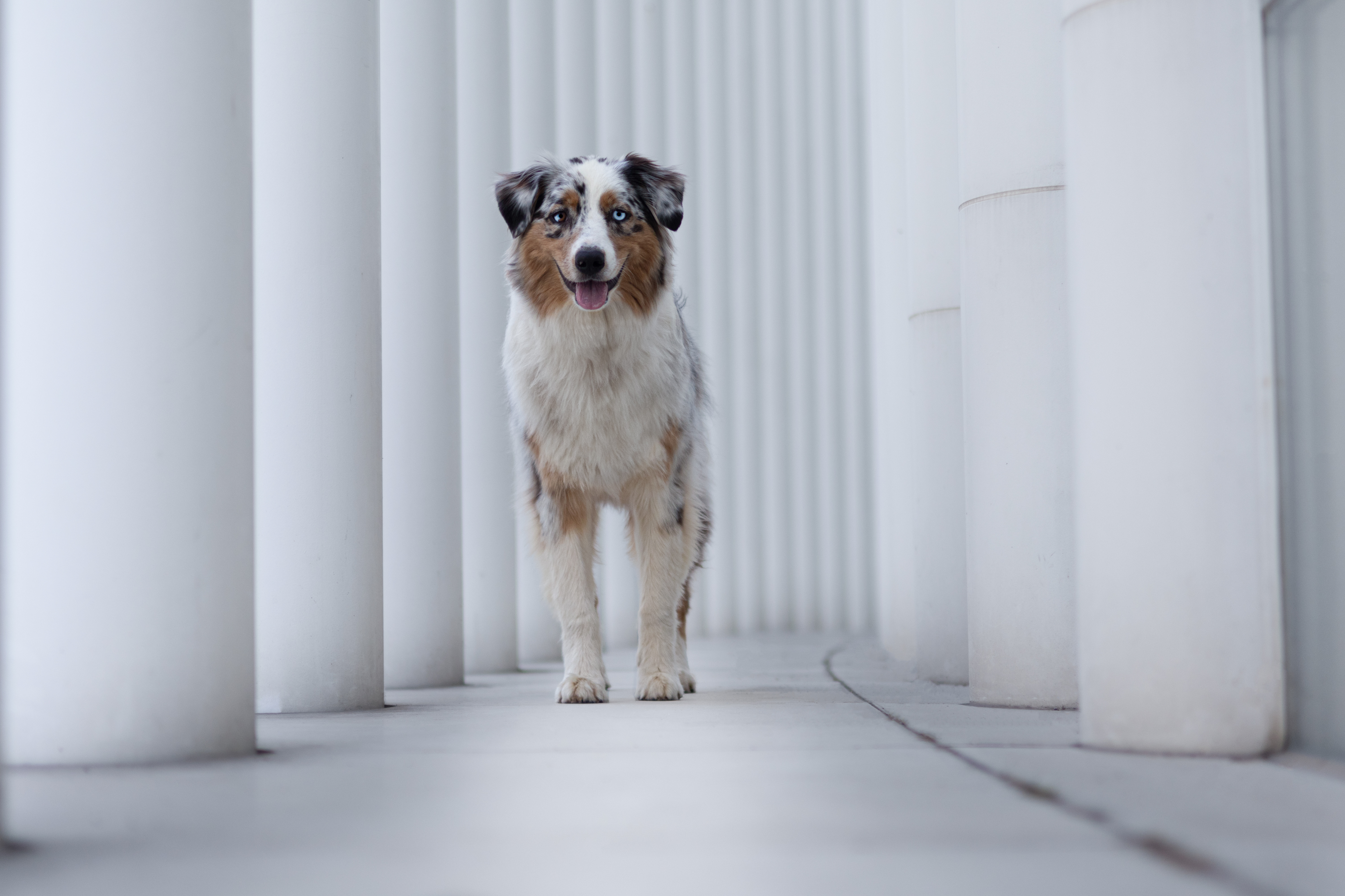 Taïga dans un décors très blanc de la ville de Luxembourg
