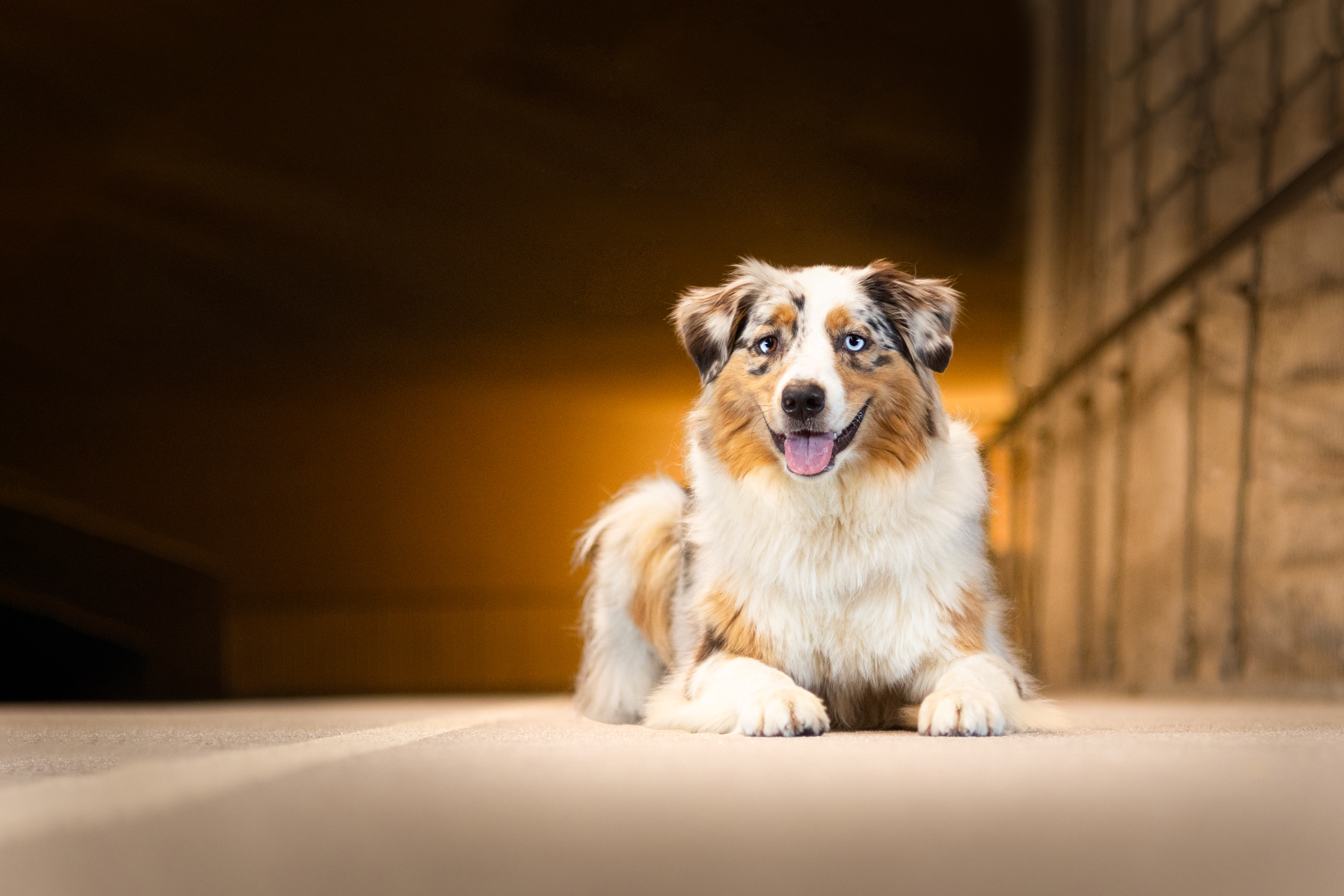 Taïga dans un décors chaud avec des lumières en arrière plan à Luxembourg