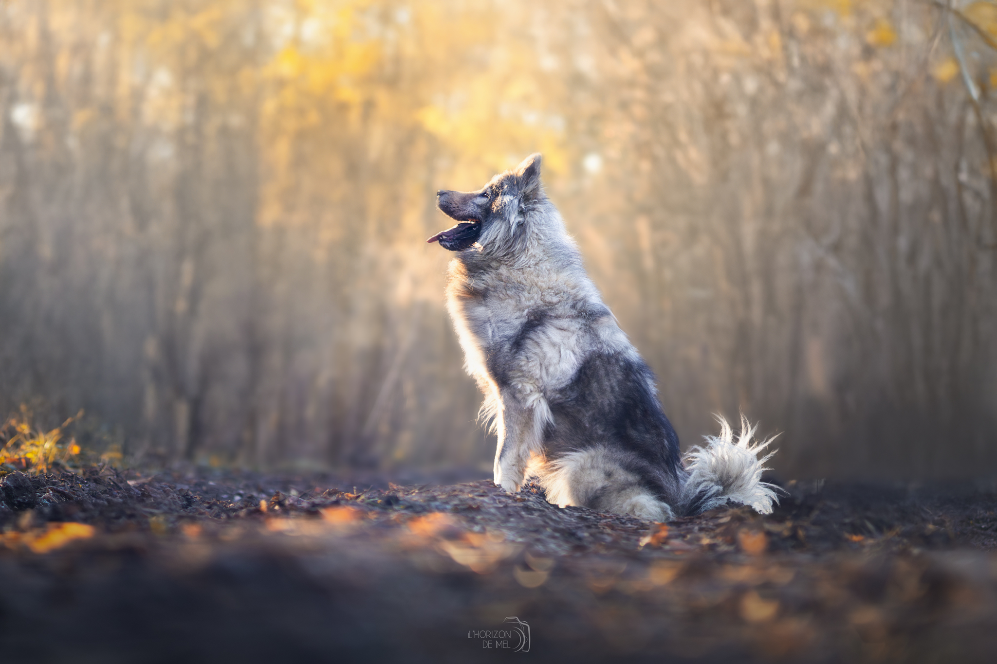 Eurasier en forêt avec un grand sourire